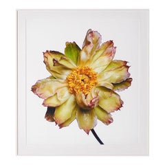 Green Lotus Peony by Michael Zeppetello