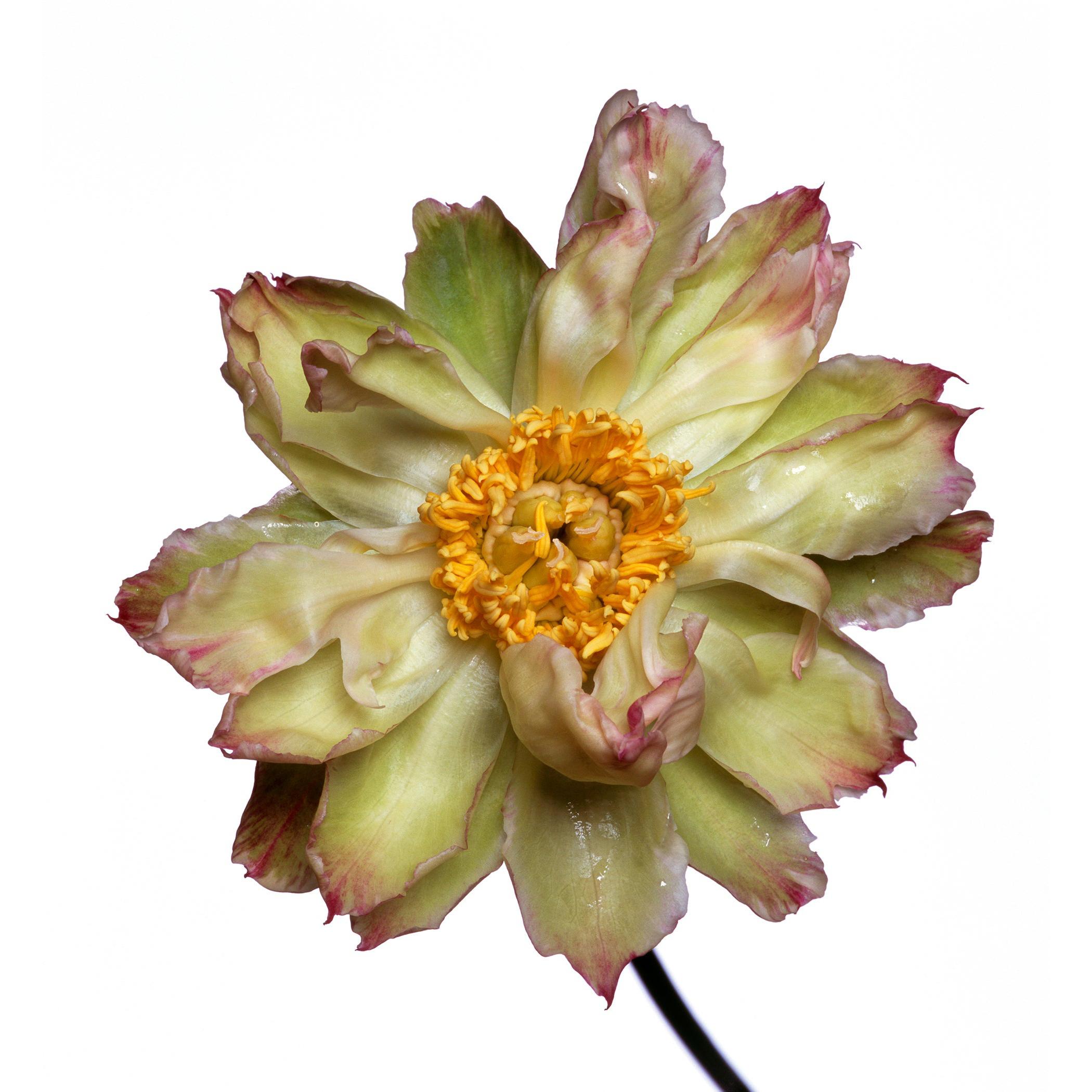 Green Lotus Peony by Michael Zeppetello For Sale