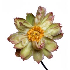 Green Lotus Peony by Michael Zeppetello