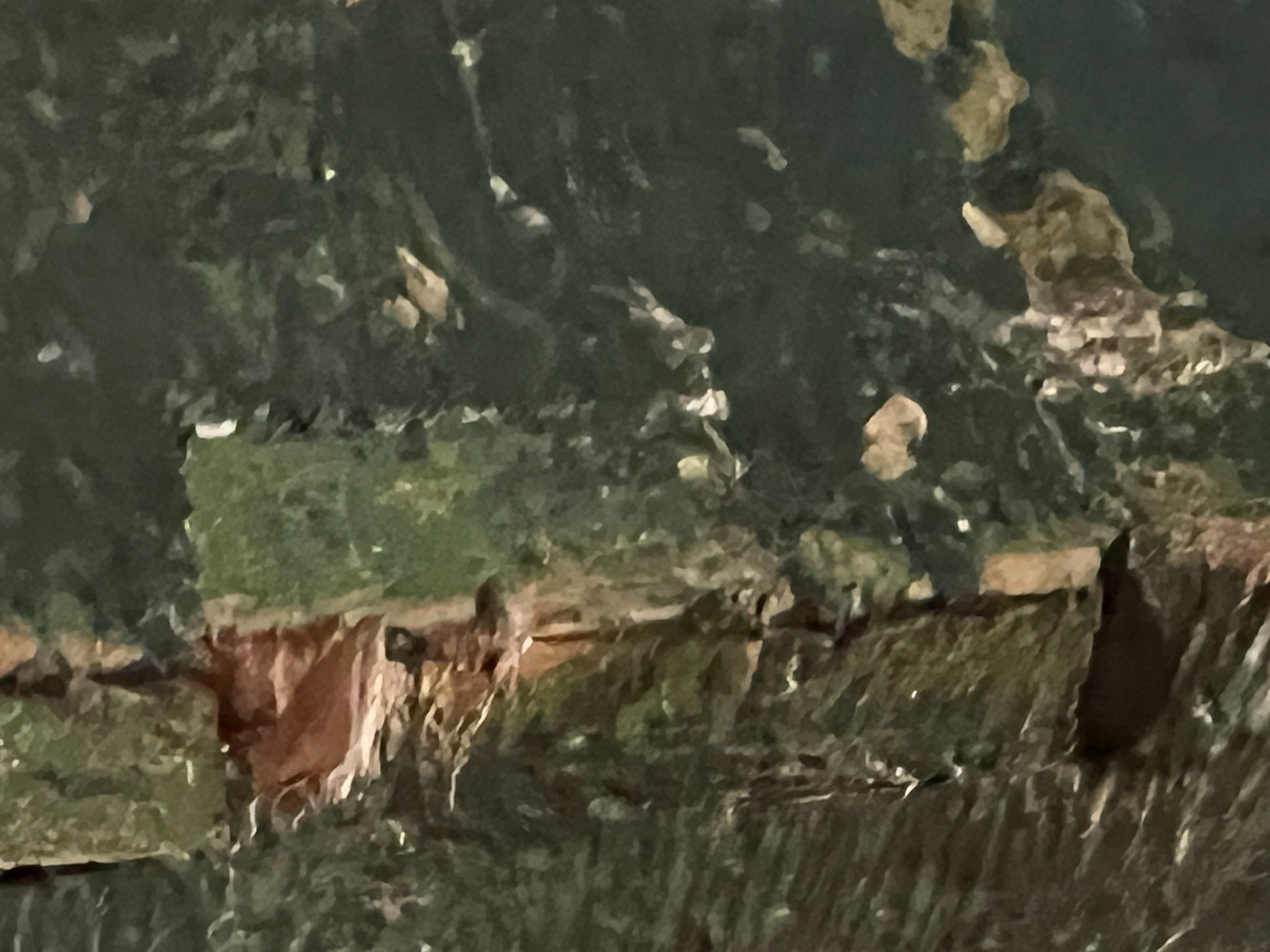 Grün lackierte Südliche Gelbkiefer 19. Jahrhundert Kutsche Tresor geschmiedetes Eisen im Angebot 6