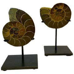 Green Prehistoric Madagascar Pair of Ammonite Sculptures on Stands