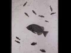Green River Formation Fossil Fish Triptych Wall Art