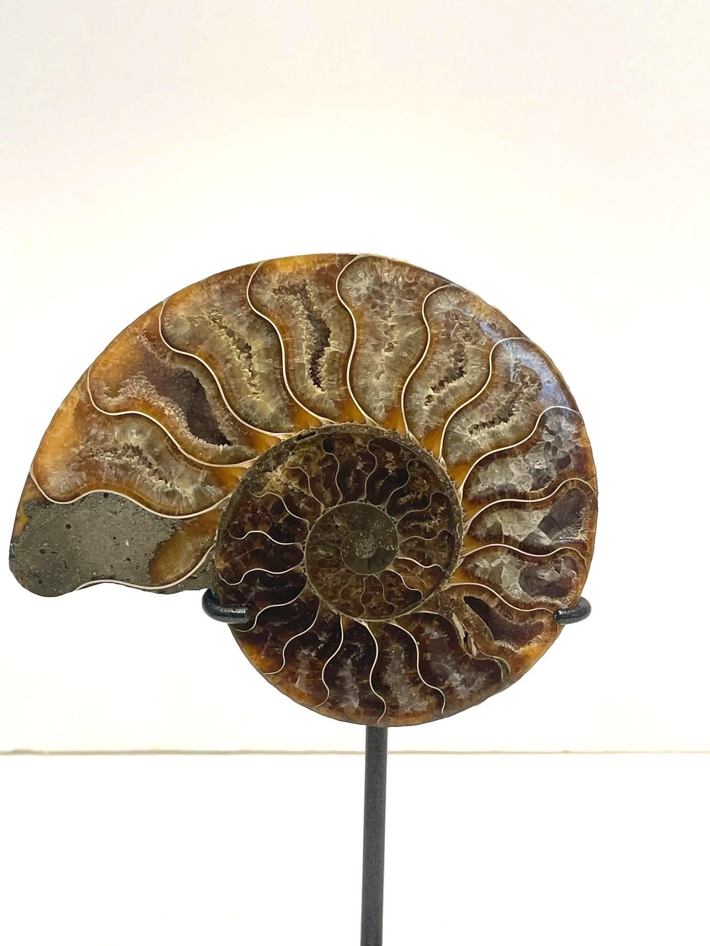 Pair polished matching set of two ammonites newly mounted on custom steel stands.
One measures 5