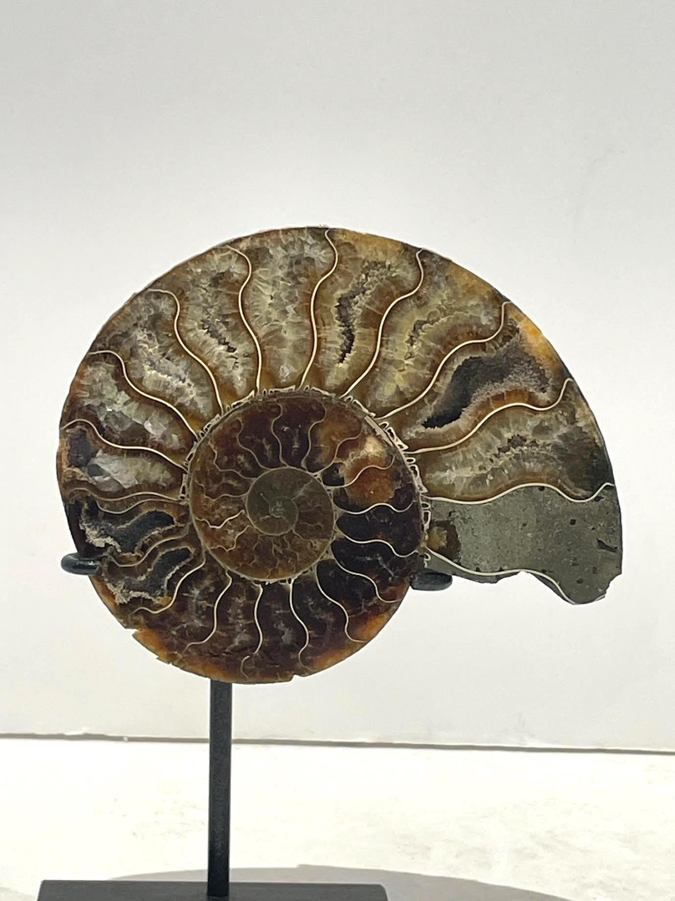 Malagasy Green, Rust, Cream Set Of Two Ammonite Sculptures, Madagascar, Prehistoric For Sale