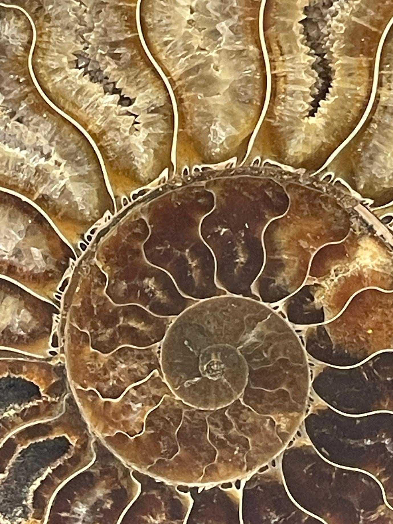 Green, Rust, Cream Set Of Two Ammonite Sculptures, Madagascar, Prehistoric In Good Condition For Sale In New York, NY