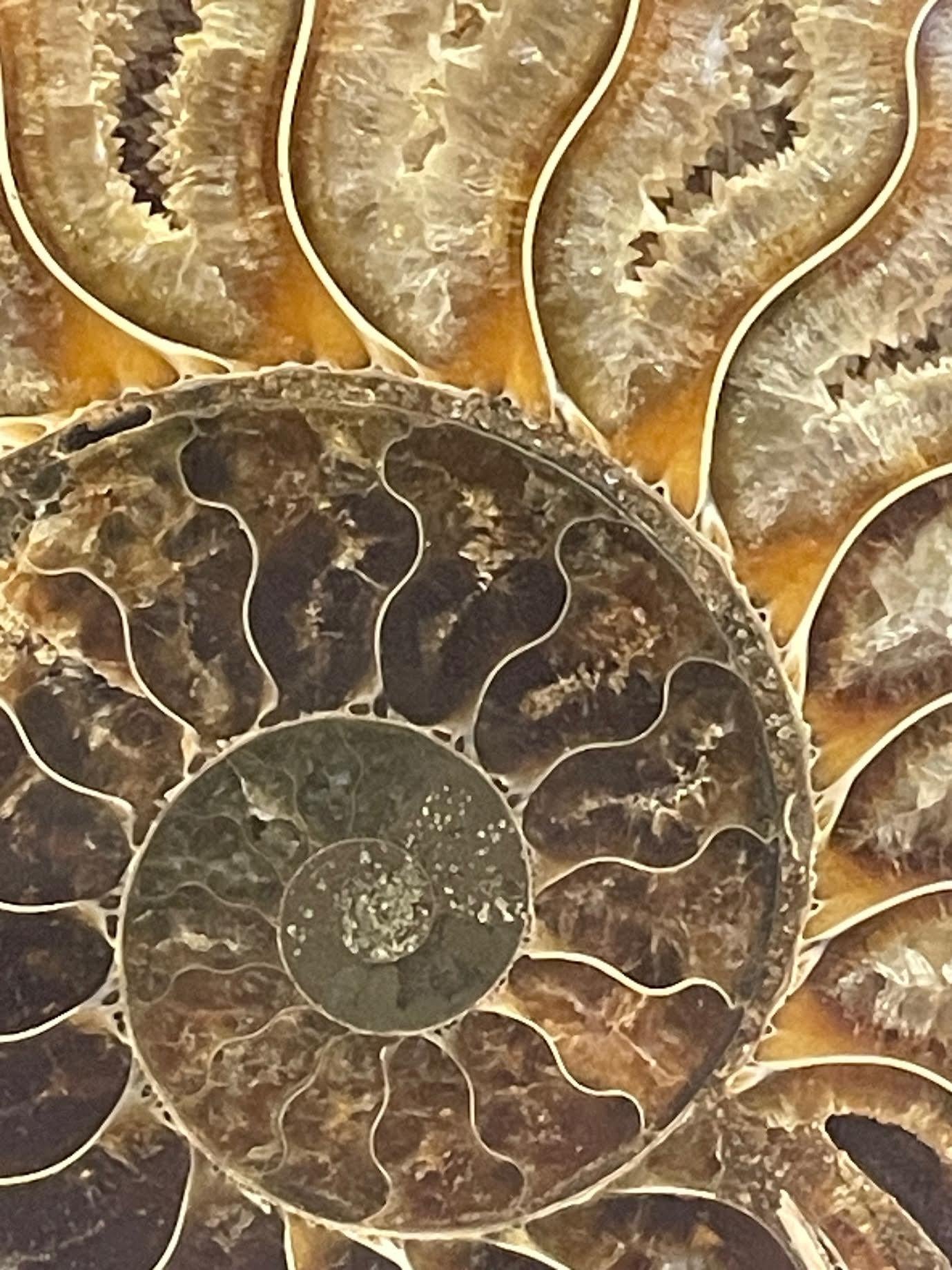 18th Century and Earlier Green, Rust, Cream Set Of Two Ammonite Sculptures, Madagascar, Prehistoric For Sale
