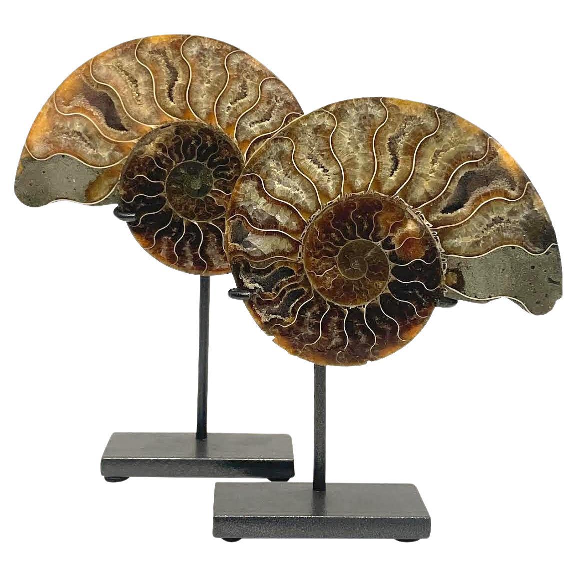 Ensemble de deux sculptures Ammonite vert, rouille et crème, Madagascar, préhistorique