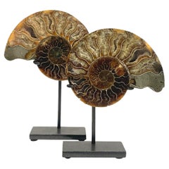 Ensemble de deux sculptures Ammonite vert, rouille et crème, Madagascar, préhistorique