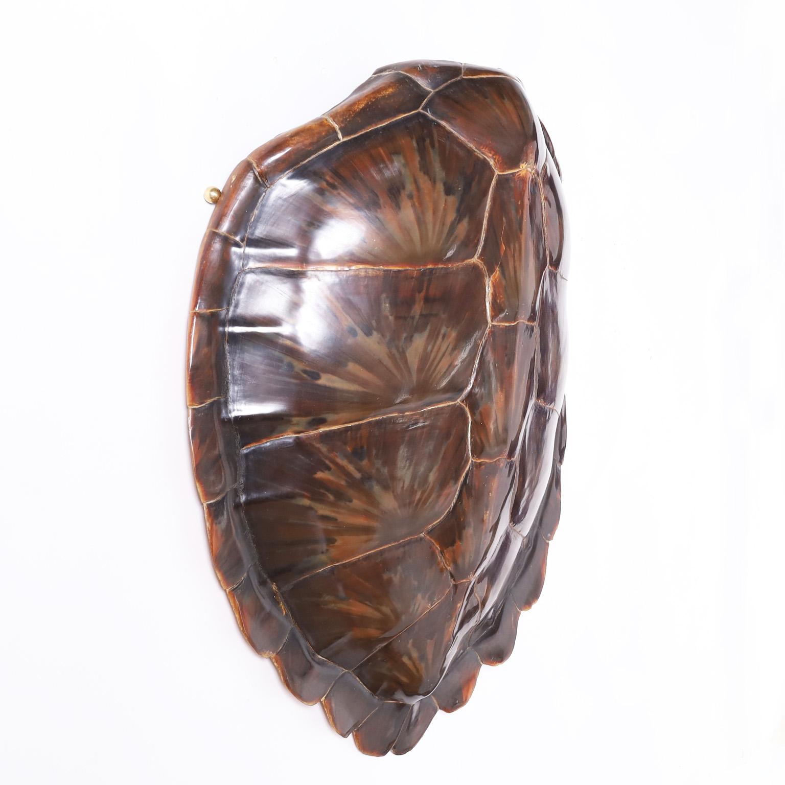 Large Green turtle shell or carapace with its iconic form and lush variegated colors, one of mother nature's sculptural masterpieces.