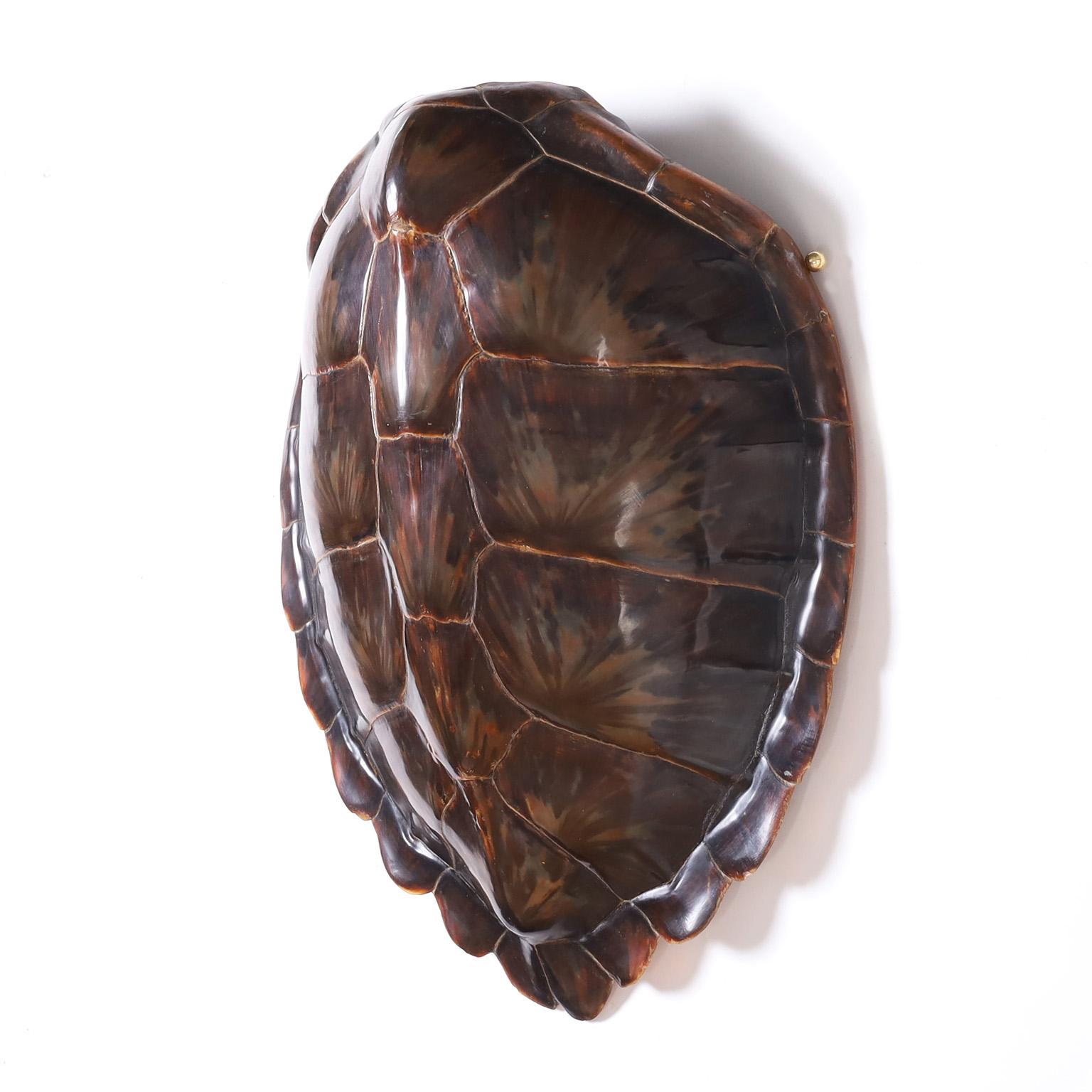 Victorian Green Sea Turtle Shell