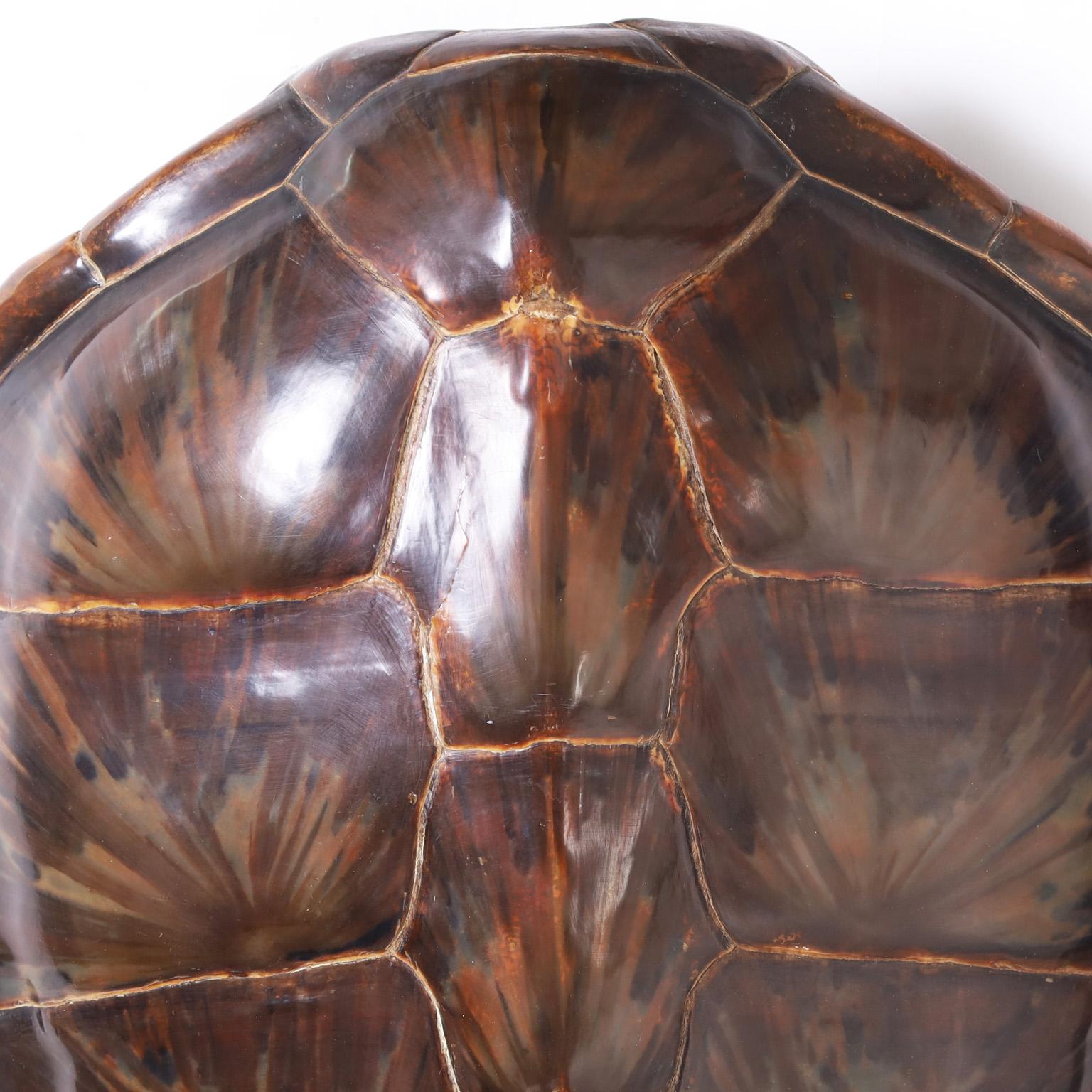 American Green Sea Turtle Shell