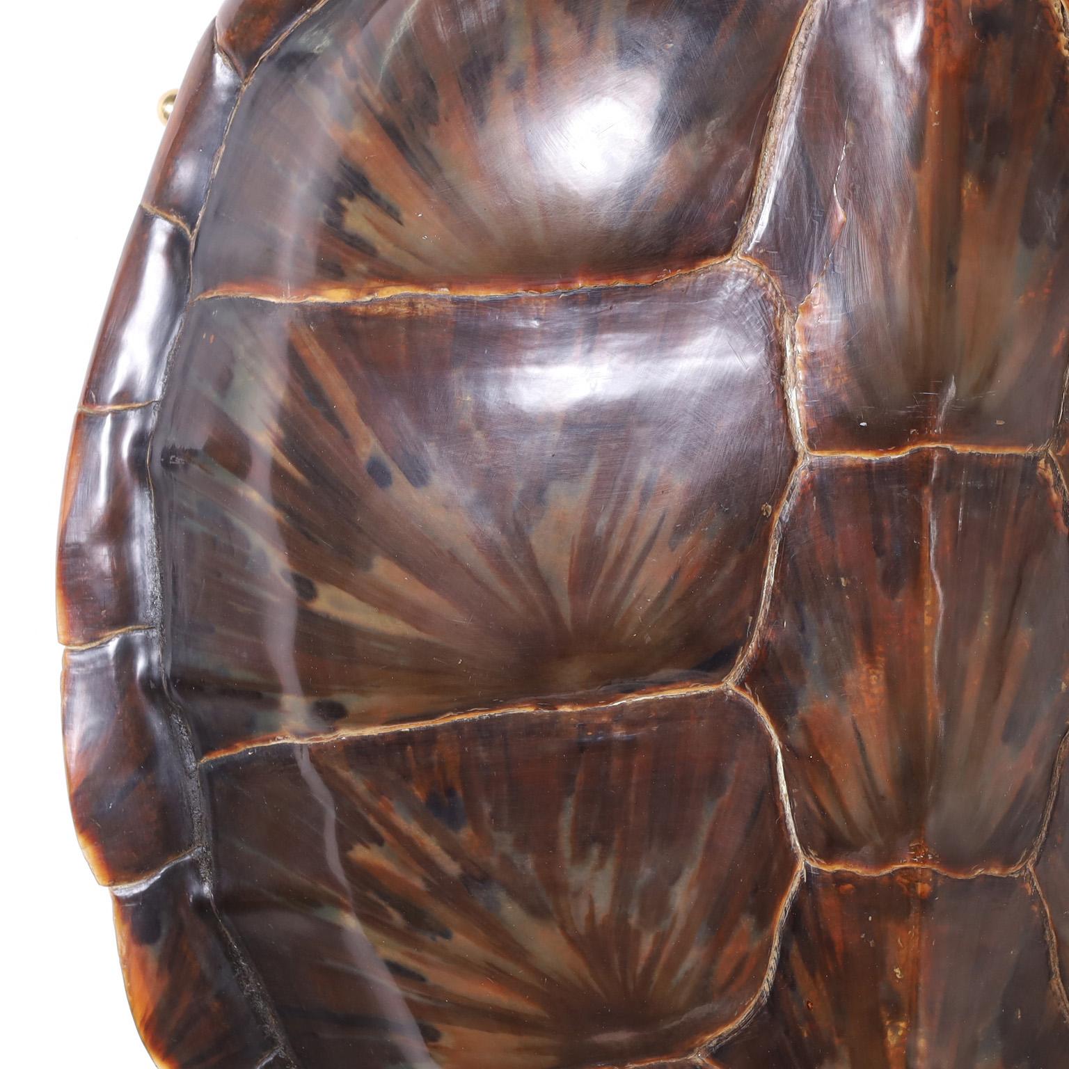 20th Century Green Sea Turtle Shell