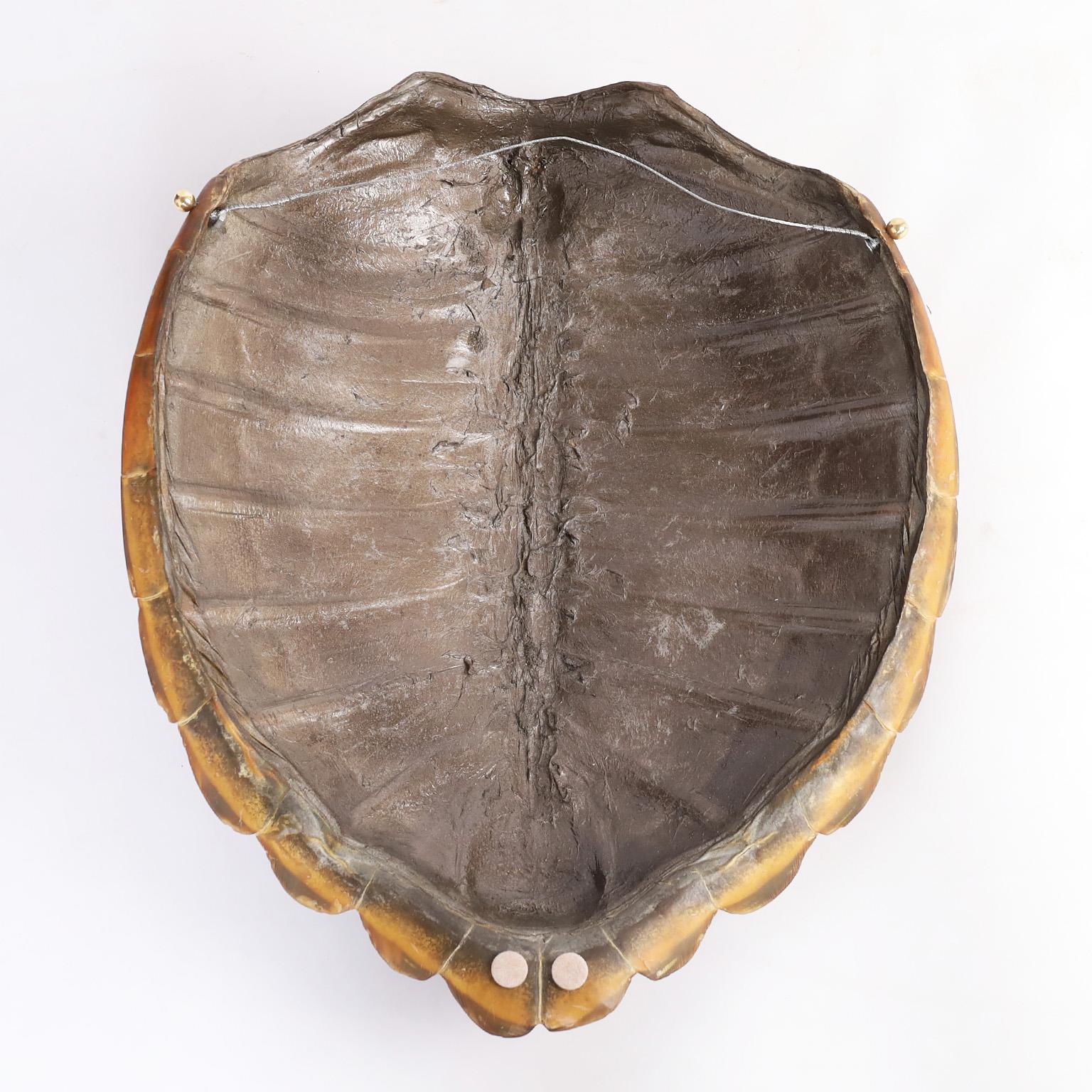 Green Sea Turtle Shell 1