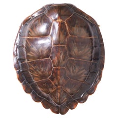 Green Sea Turtle Shell