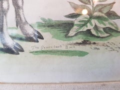 Greenland Buck by George Edwards, Hand-Colored Antique Bird Print, circa 1743