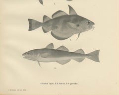 Greenland Cod, Pout and Poor Cod - Intricate Scandinavian Fish Lithograph, 1895