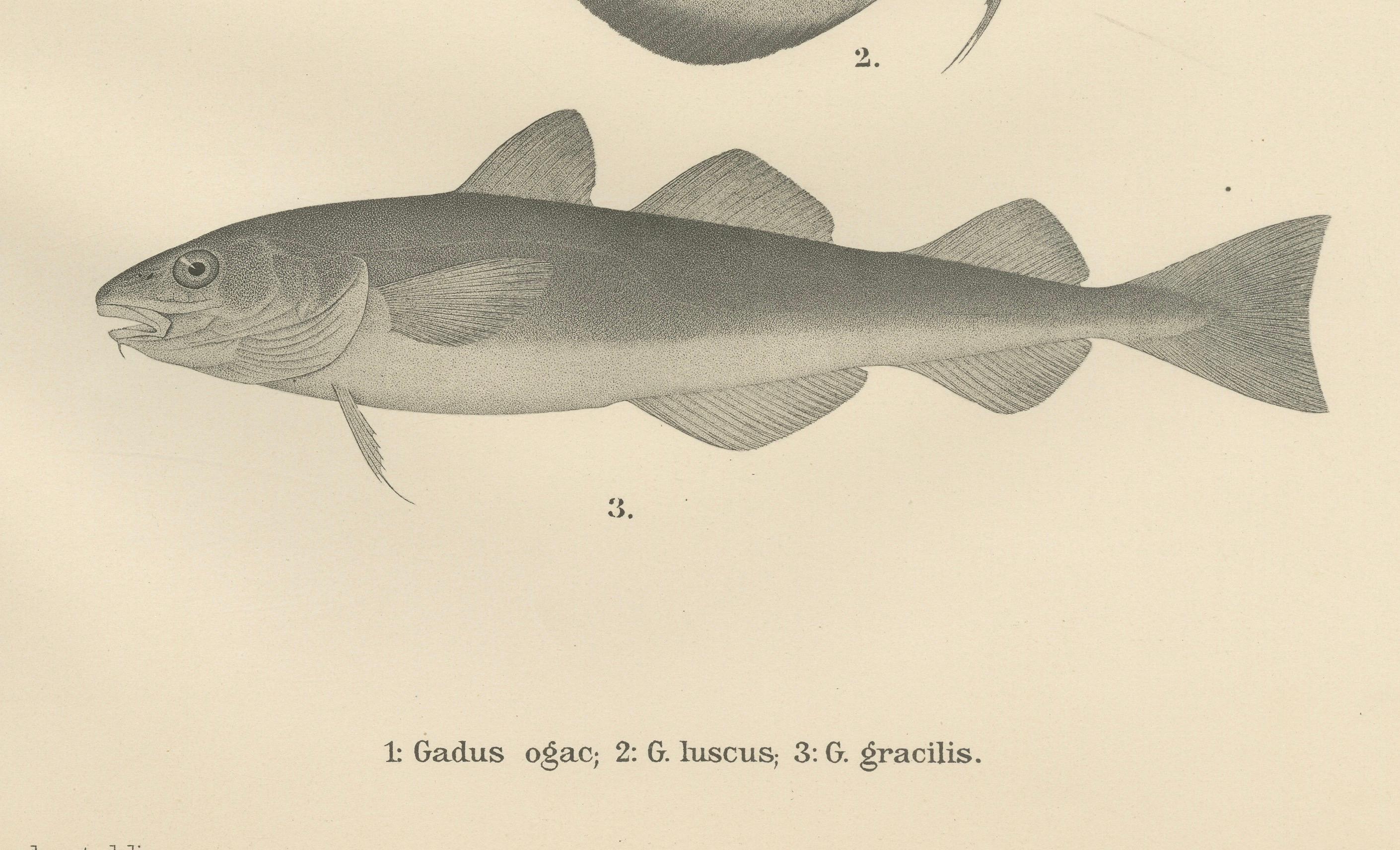 Greenland Cod, Pout and Poor Cod - Intricate Scandinavian Fish Lithograph, 1895 In Good Condition For Sale In Langweer, NL