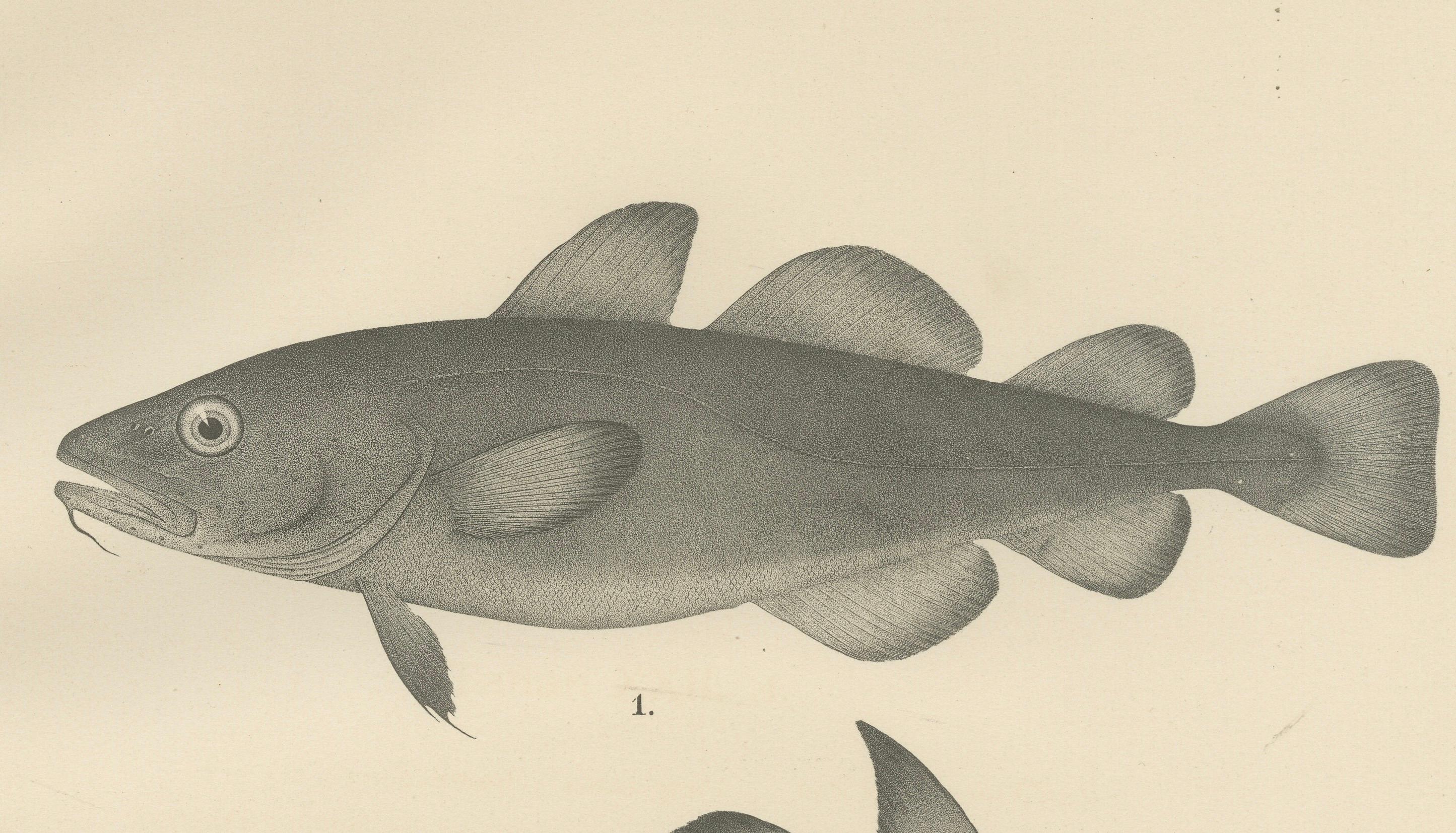 Late 19th Century Greenland Cod, Pout and Poor Cod - Intricate Scandinavian Fish Lithograph, 1895 For Sale