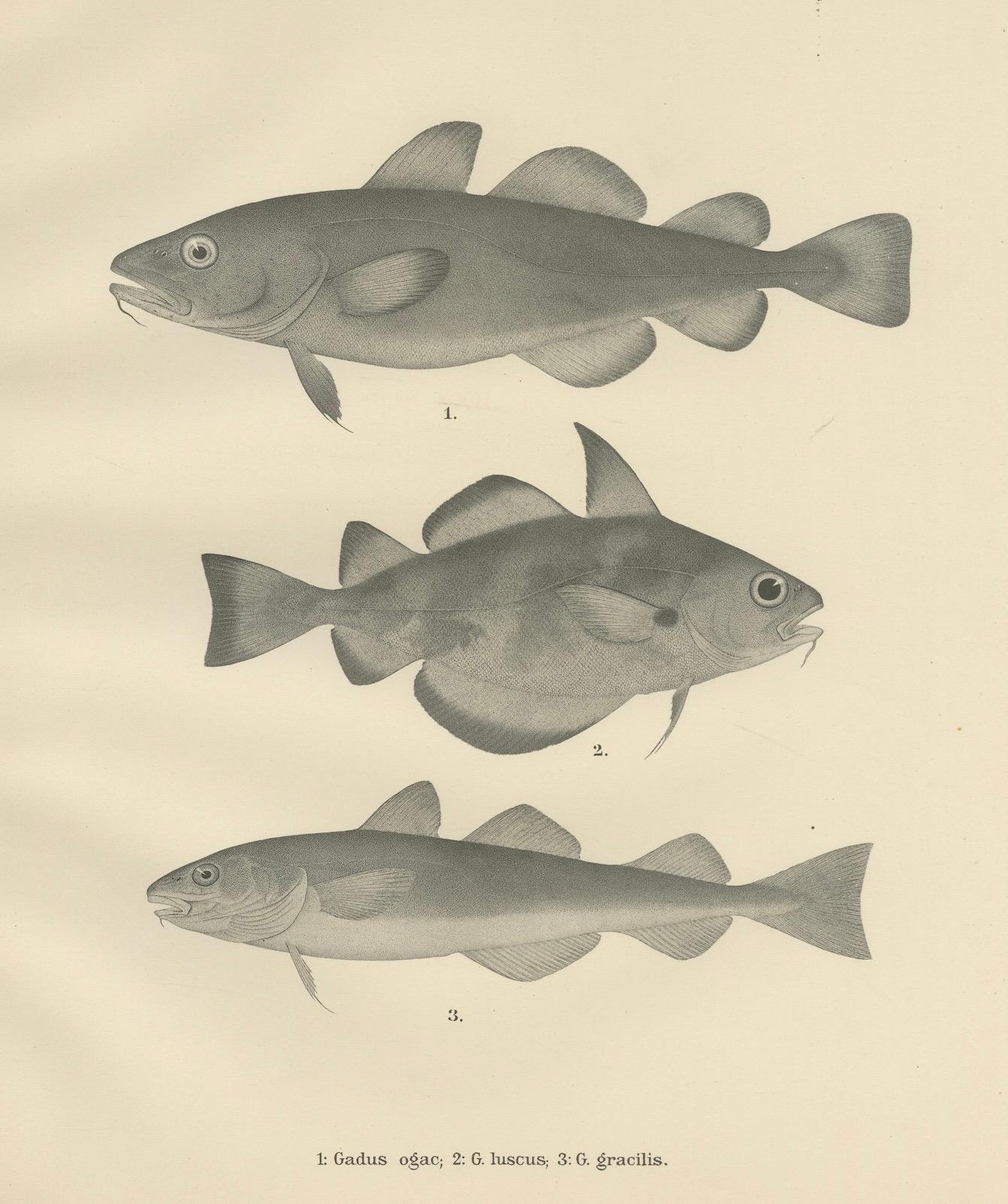 Paper Greenland Cod, Pout and Poor Cod - Intricate Scandinavian Fish Lithograph, 1895 For Sale