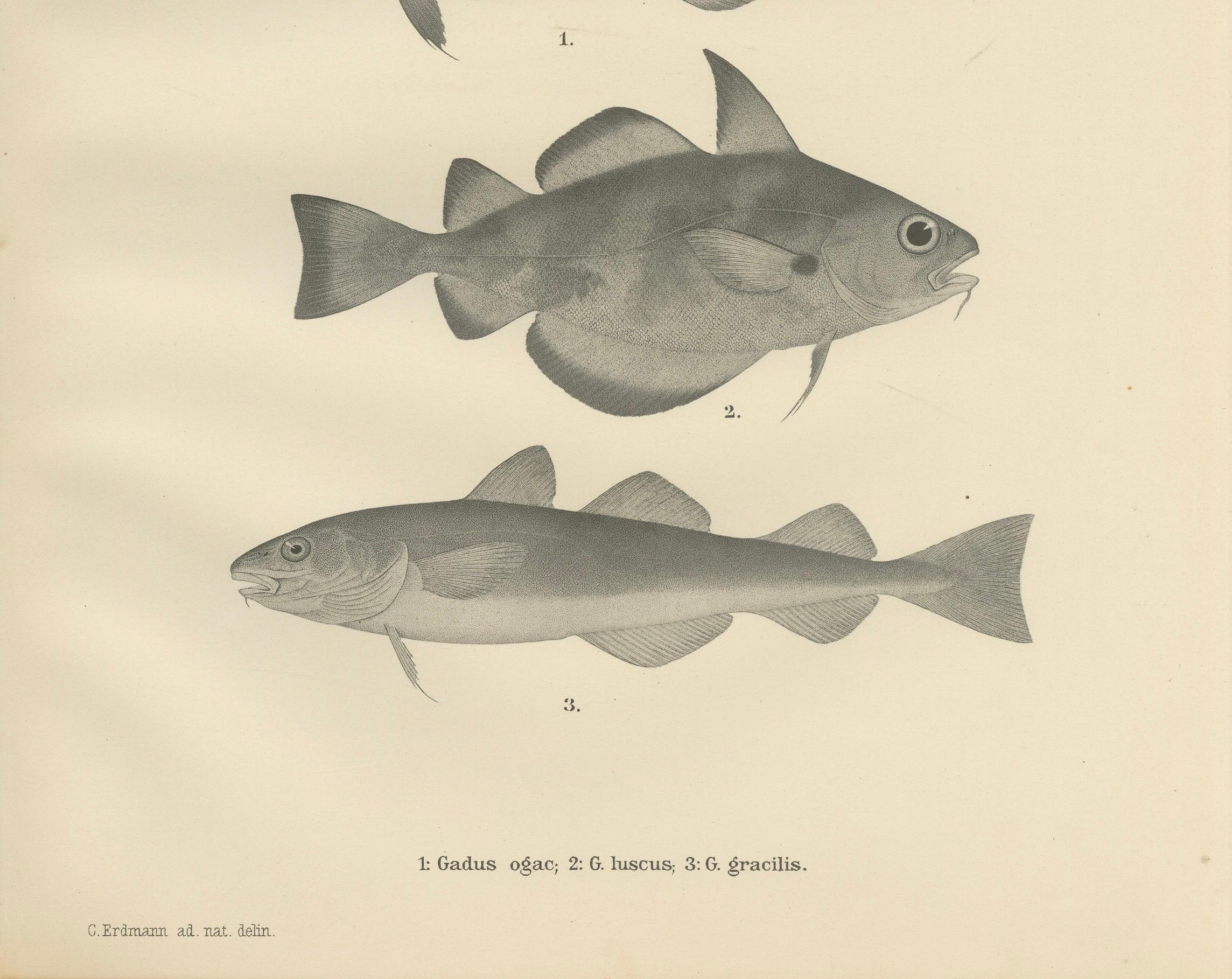Greenland Cod, Pout and Poor Cod - Intricate Scandinavian Fish Lithograph, 1895 For Sale 4