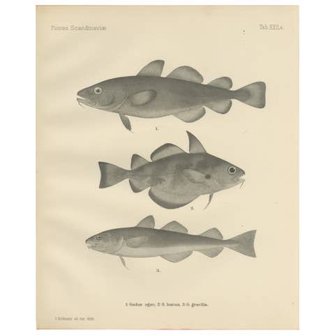 Greenland Cod, Pout and Poor Cod - Intricate Scandinavian Fish Lithograph, 1895