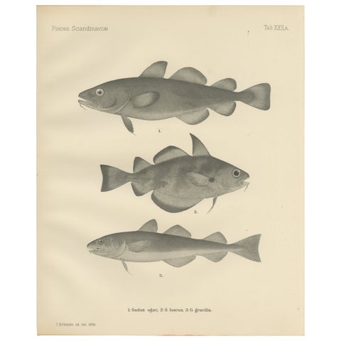 Greenland Cod, Pout and Poor Cod - Intricate Scandinavian Fish Lithograph, 1895