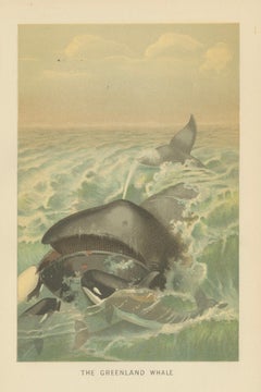 Greenland Whale – Antique Marine Chromolithograph, Royal Natural History, 1894