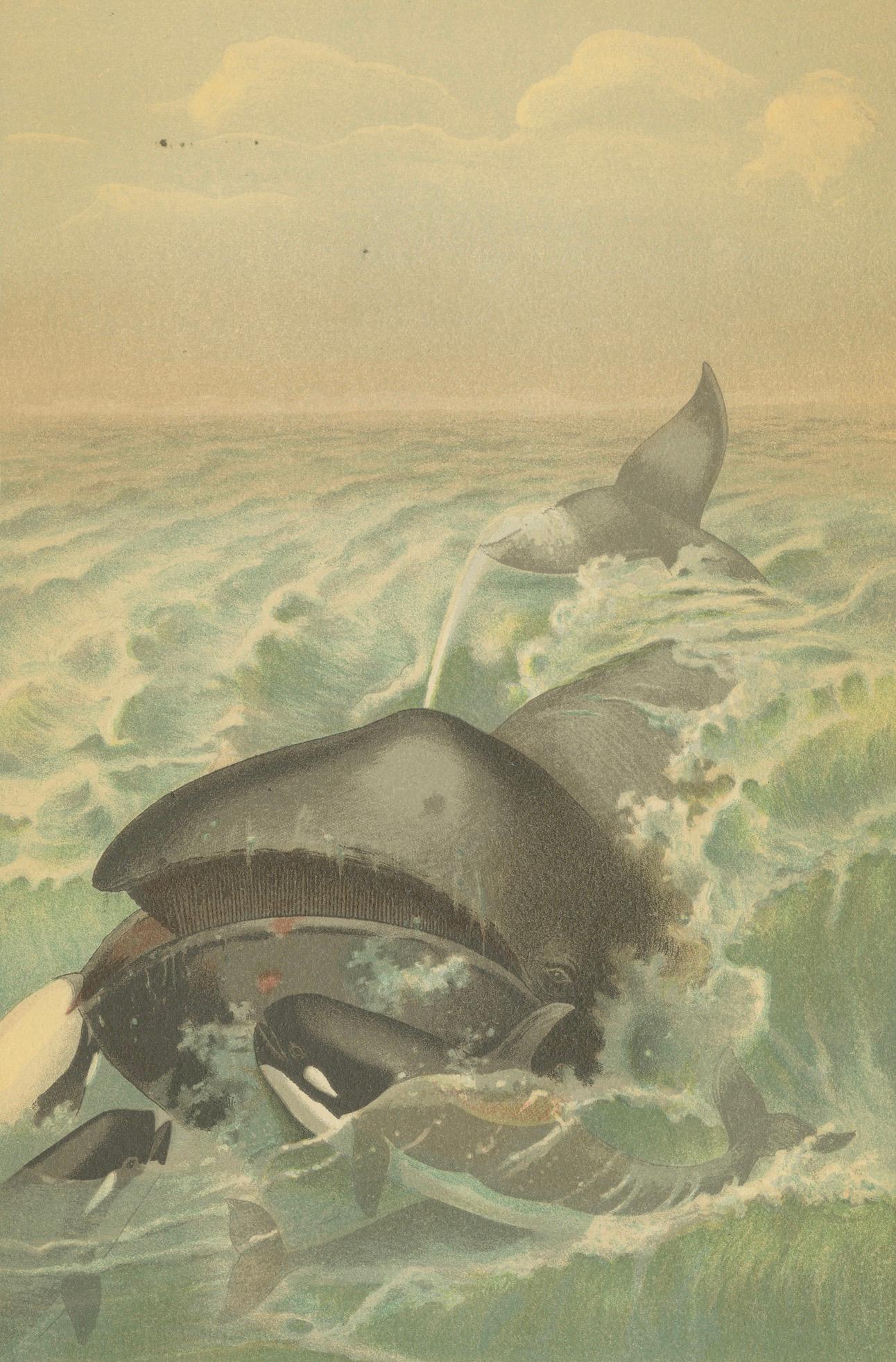 Greenland Whale – Antique Marine Chromolithograph, Royal Natural History, 1894