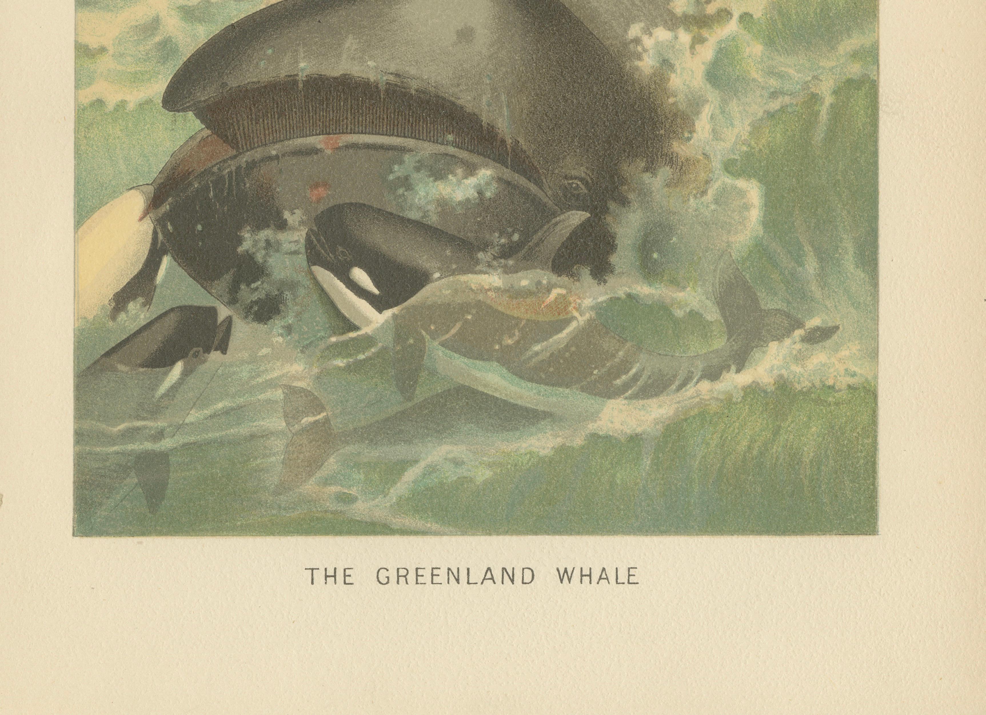 Greenland Whale – Antique Marine Chromolithograph, Royal Natural History, 1894