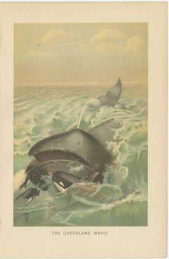 Greenland Whale – Antique Marine Chromolithograph, Royal Natural History, 1894