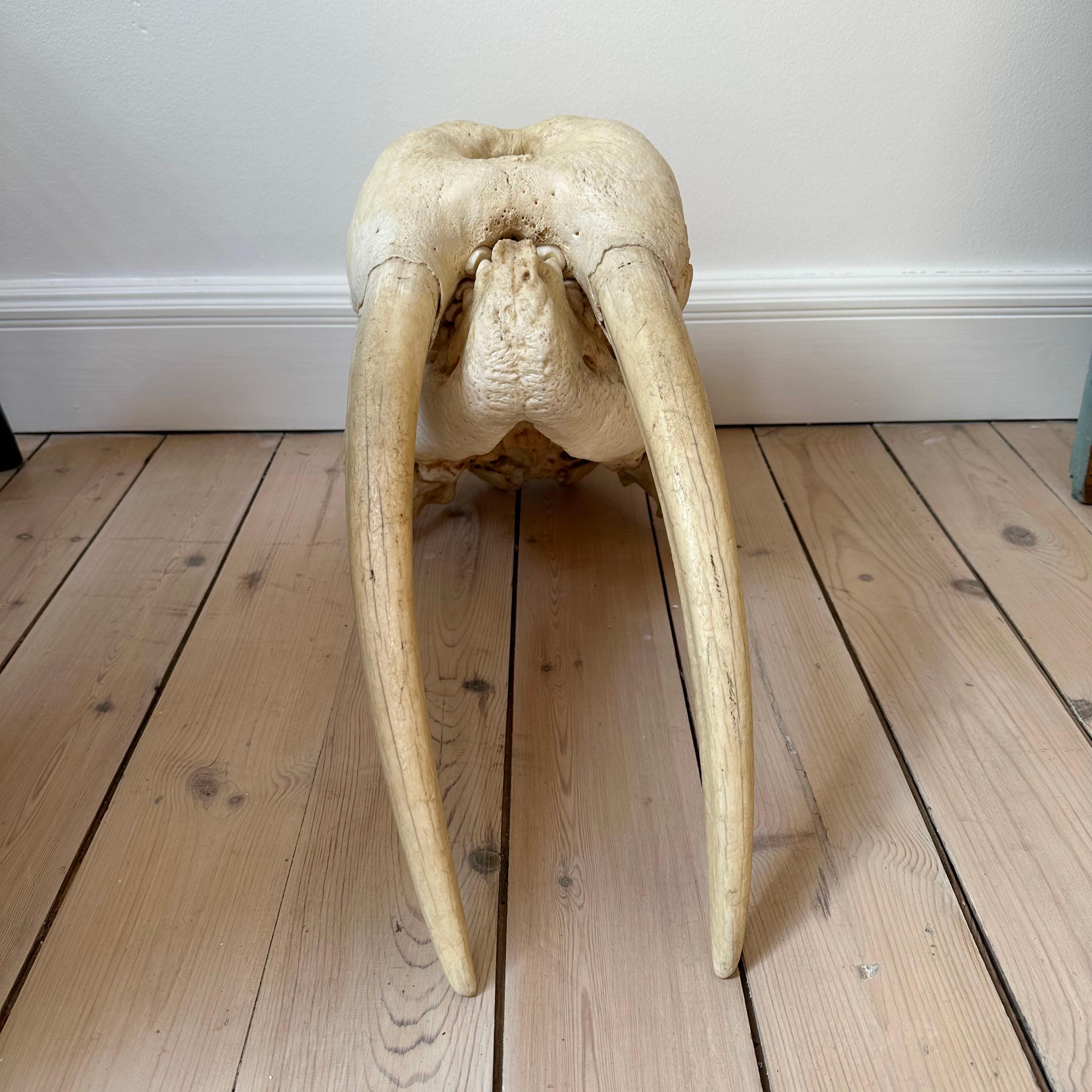 Greenlandica Walrus Skull with Tusks For Sale 3
