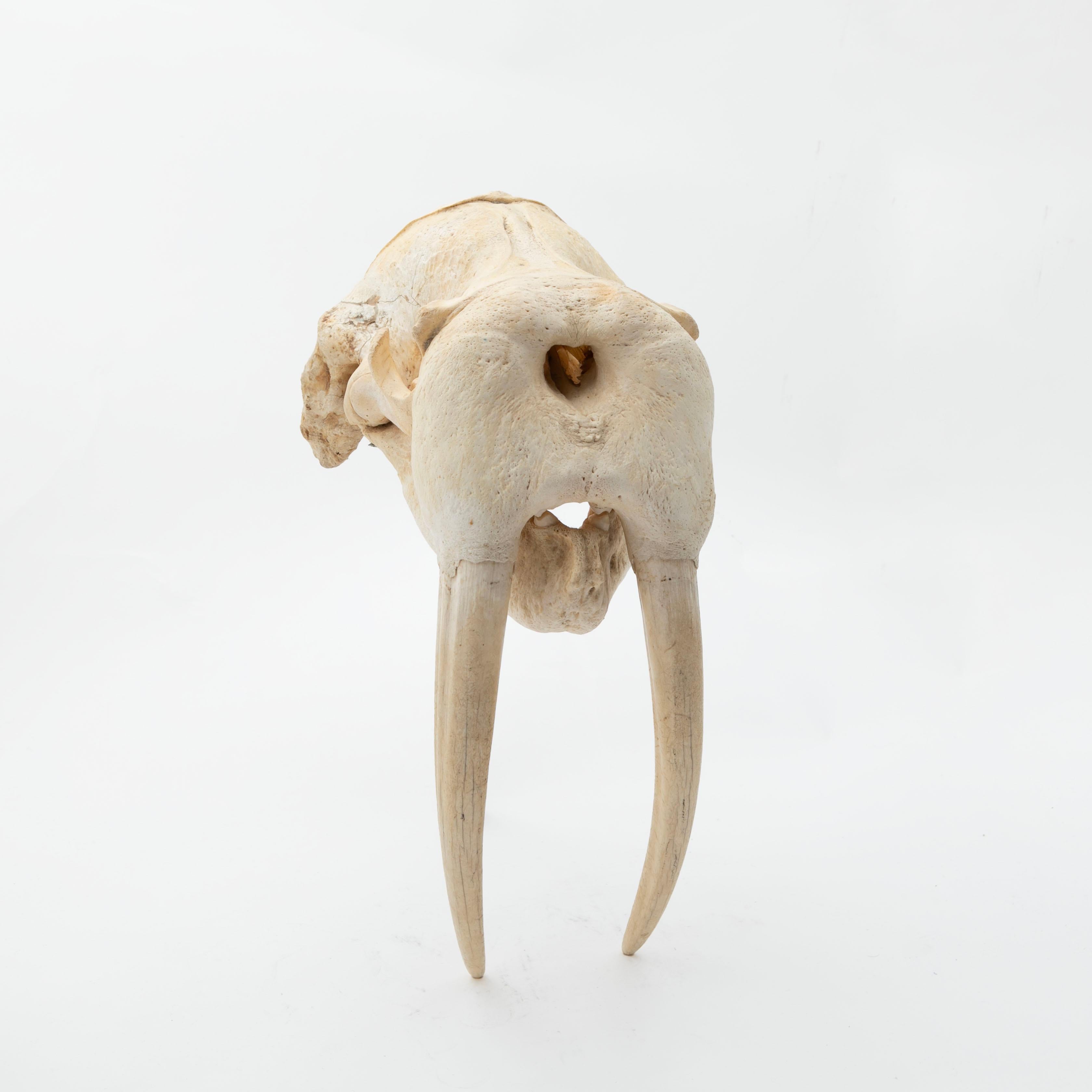 Groenlandia. Cráneo y mandíbula de morsa, Odobenus rosmarus, con dos colmillos unidos (38 cm).
Medidas en cm. (tumbado en el suelo como en las dos últimas fotos) H: 33  W: 31  D: 60  Colmillos 38 x 17 x 11
Desde Groenlandia en 1990,
NOTA 
CITES