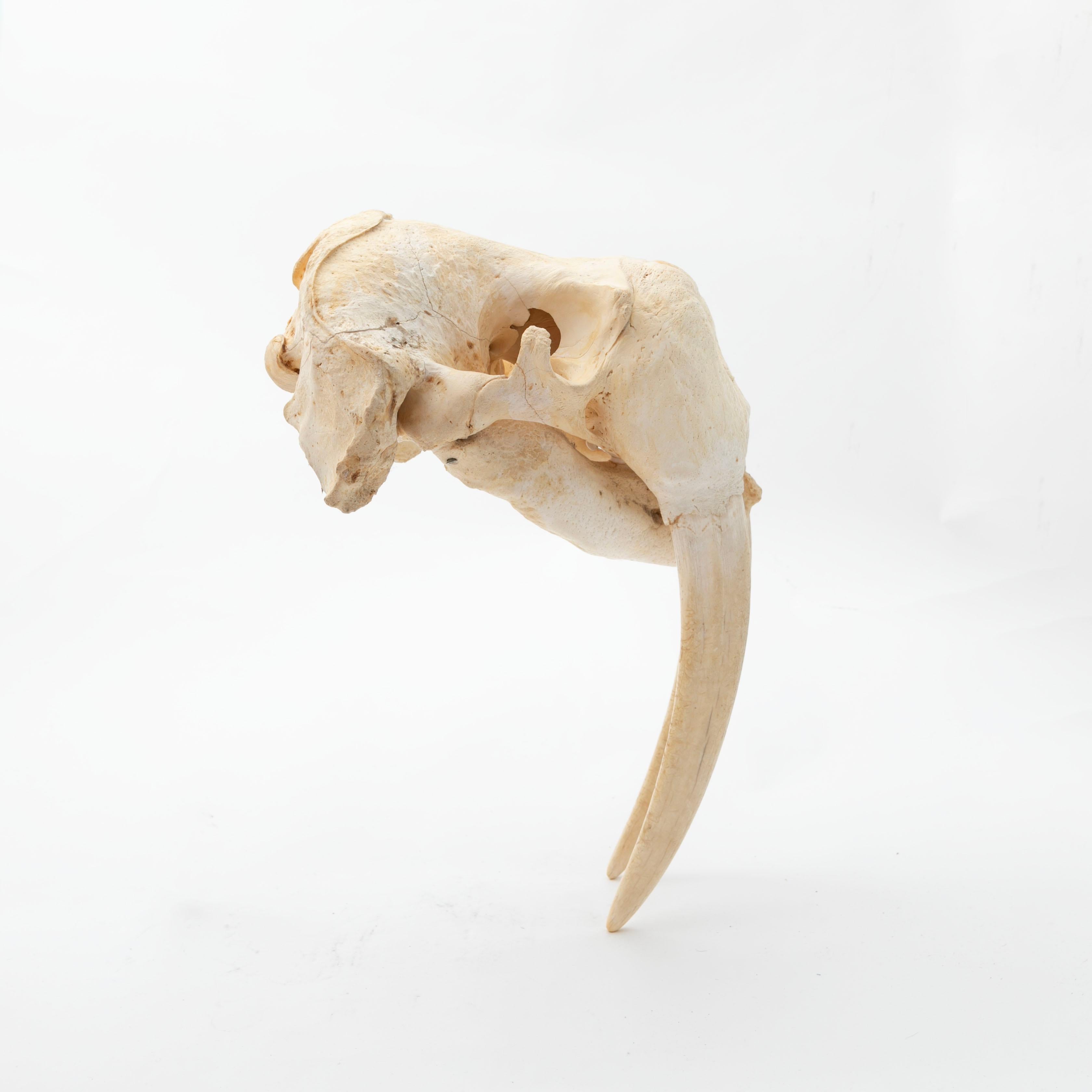 Other Greenlandica Walrus Skull with Tusks For Sale