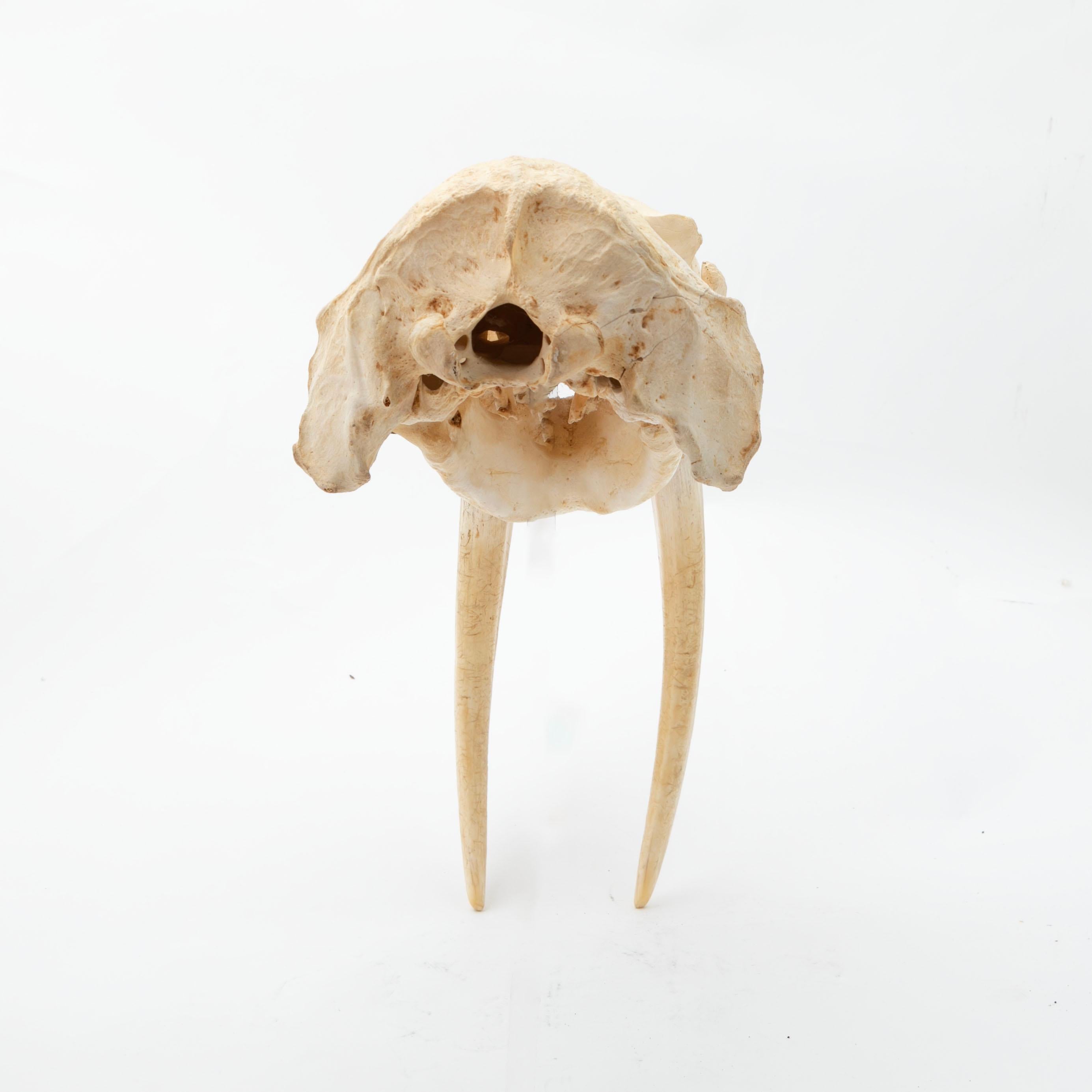 Other Greenlandica Walrus Skull with Tusks For Sale