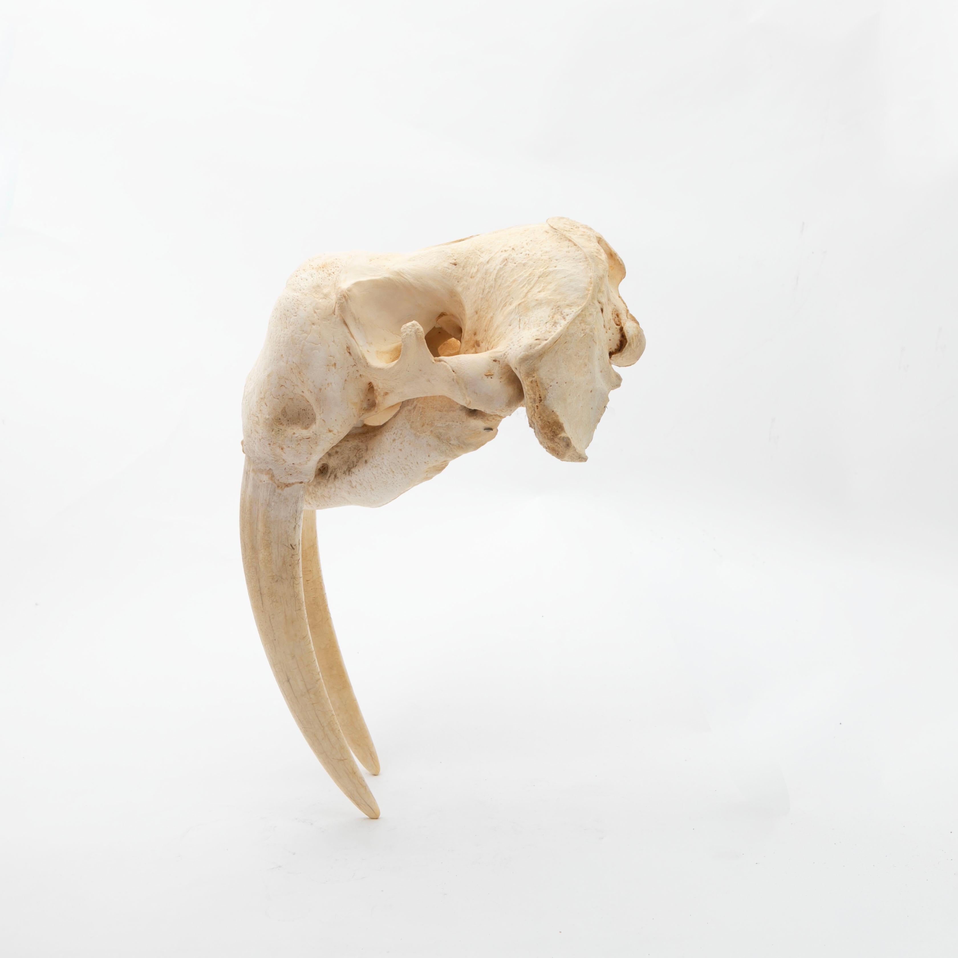 Greenlandica Walrus Skull with Tusks In Good Condition For Sale In Kastrup, DK