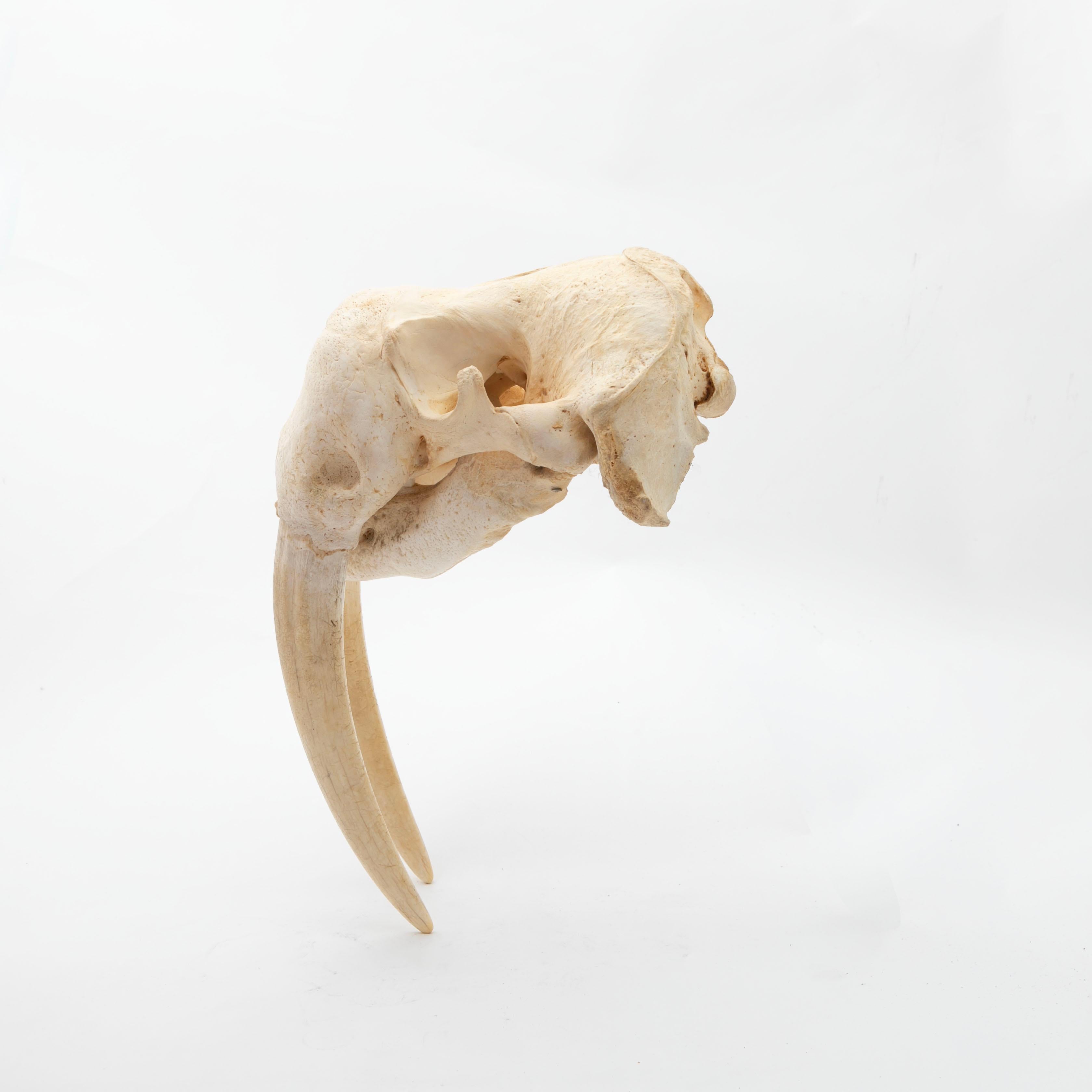 20th Century Greenlandica Walrus Skull with Tusks For Sale