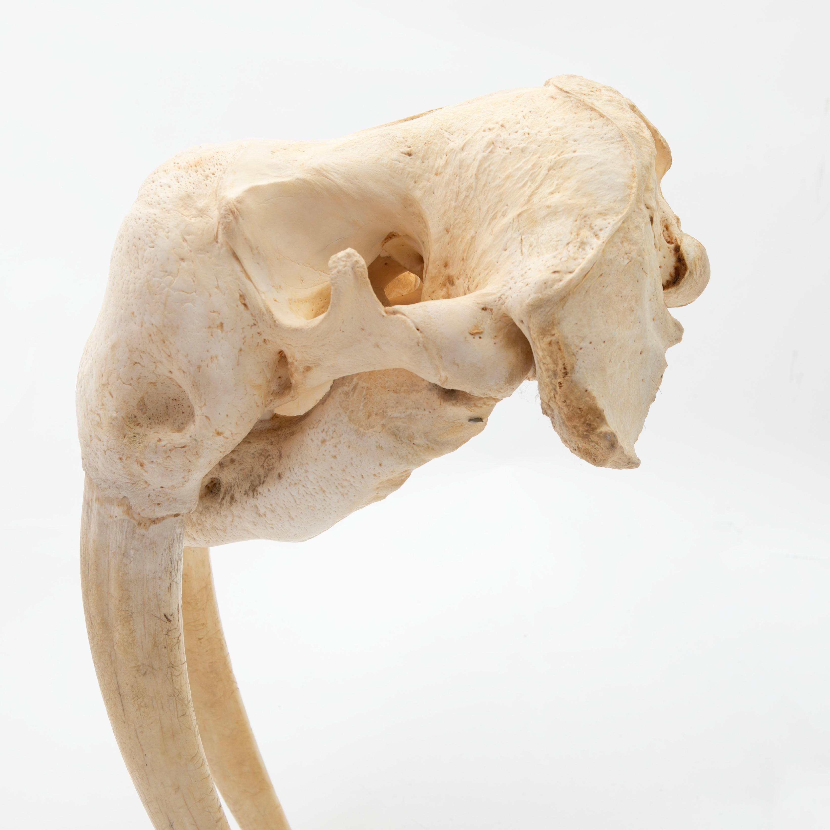 Bone Greenlandica Walrus Skull with Tusks For Sale