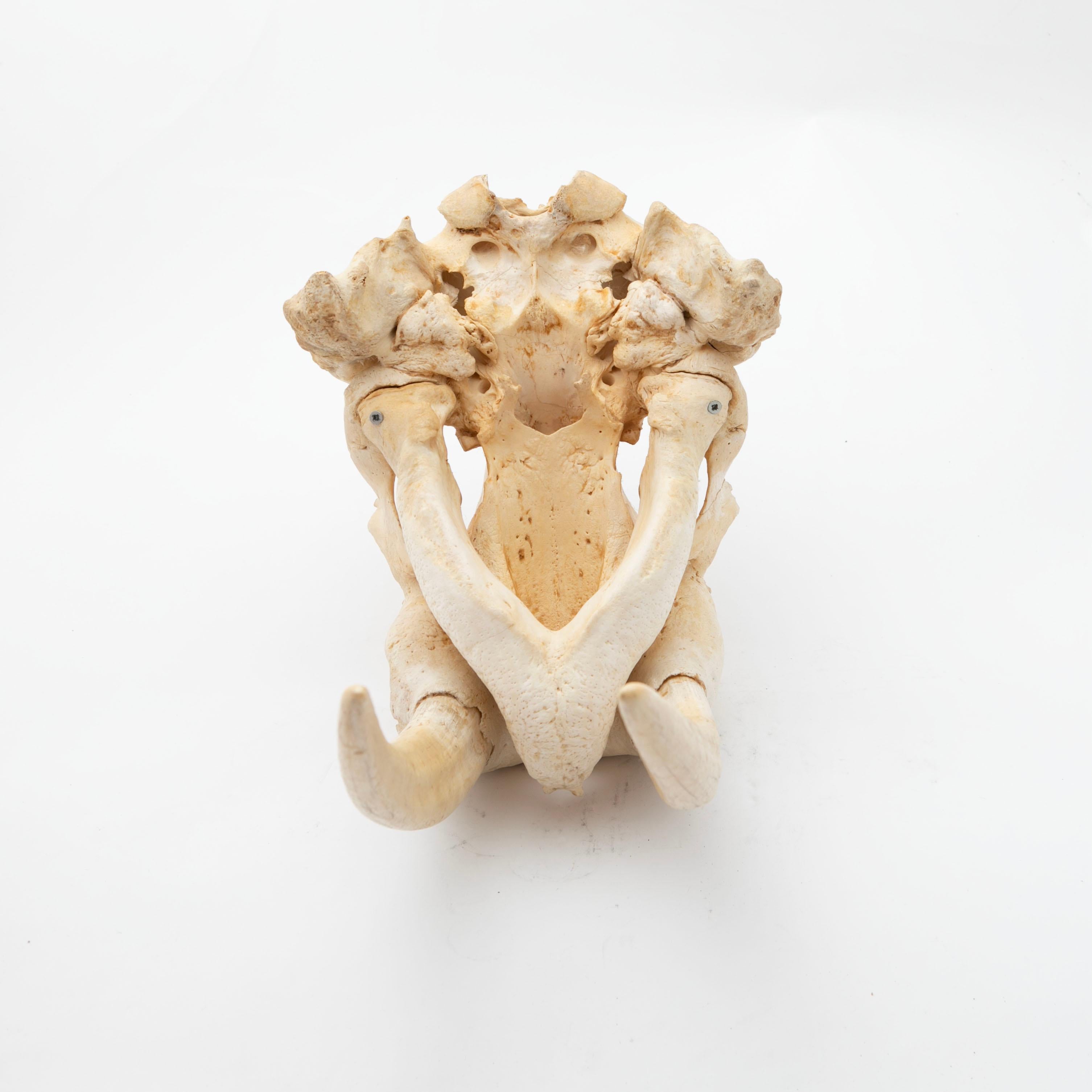 Bone Greenlandica Walrus Skull with Tusks For Sale