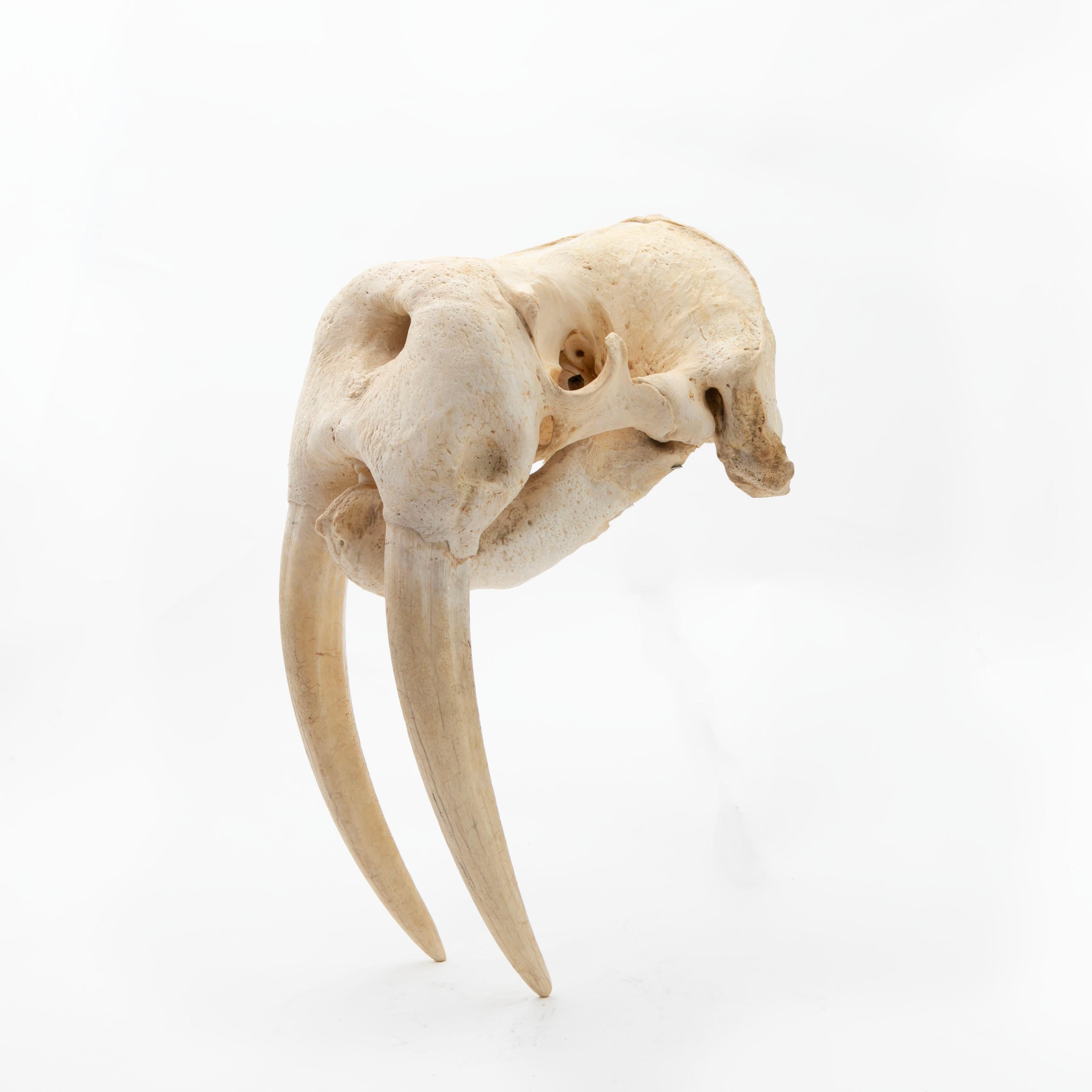 Greenlandica Walrus Skull with Tusks For Sale 1