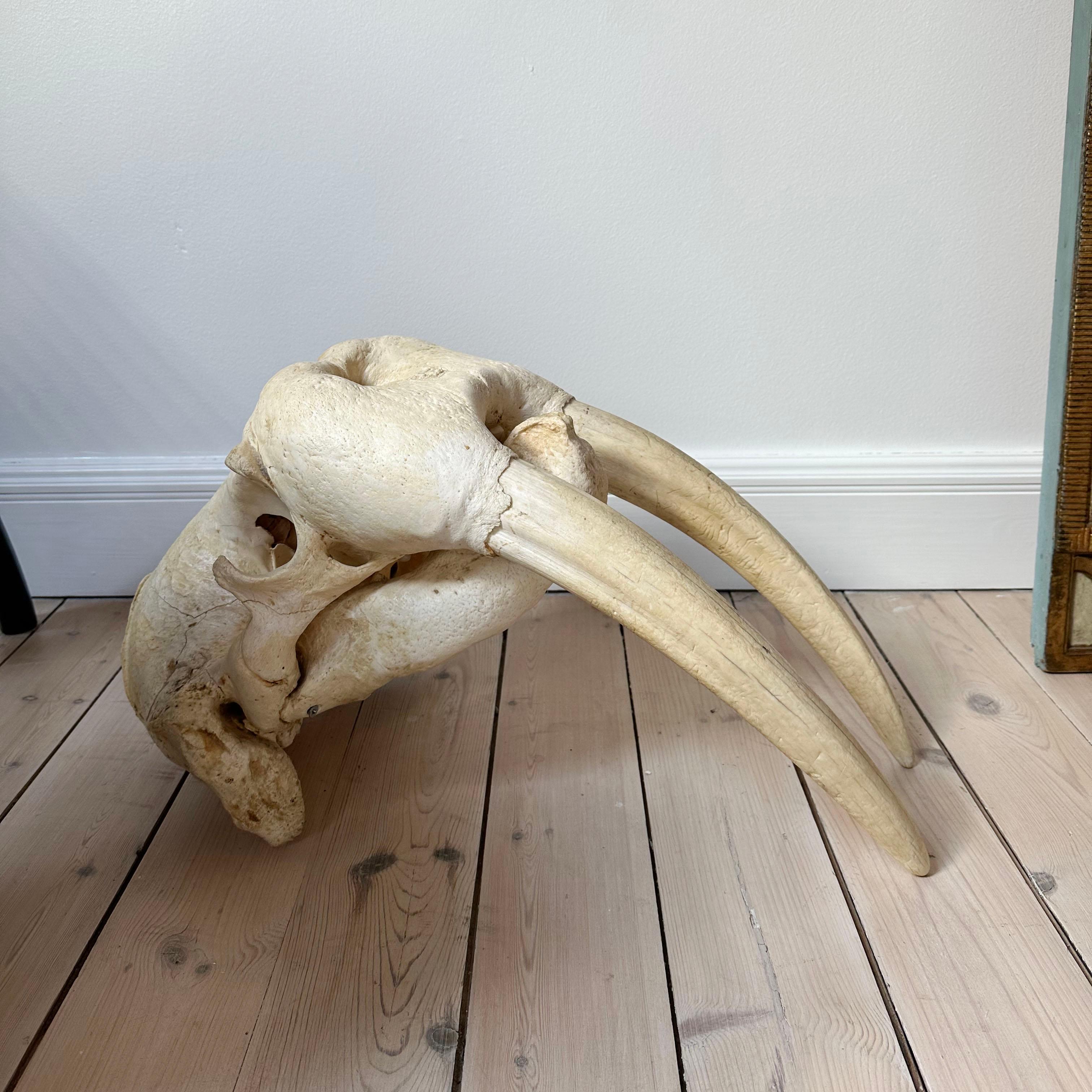 Greenlandica Walrus Skull with Tusks For Sale 3