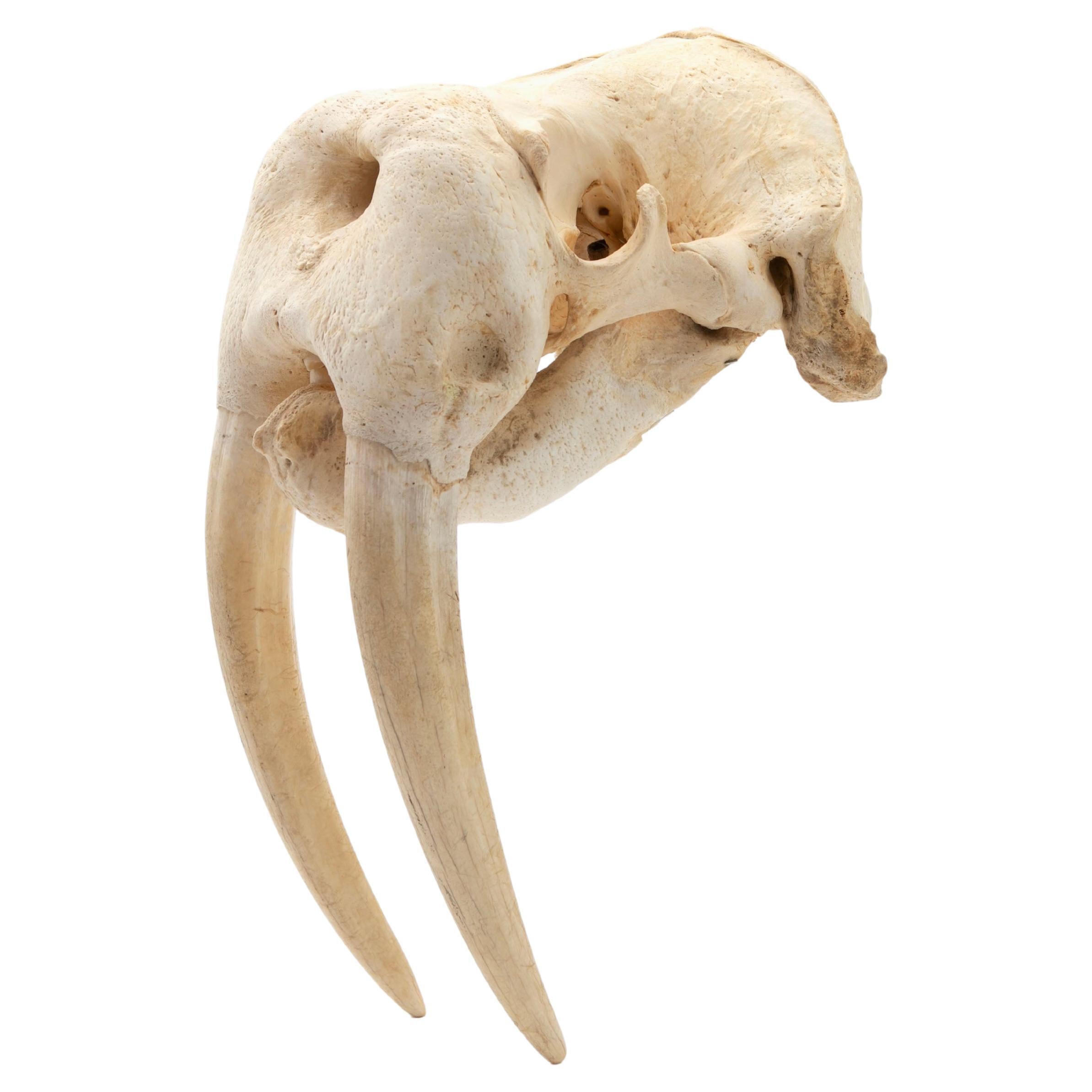 Greenlandica Walrus Skull with Tusks For Sale