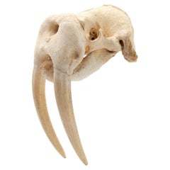 Cráneo de morsa groenlandesa con colmillos