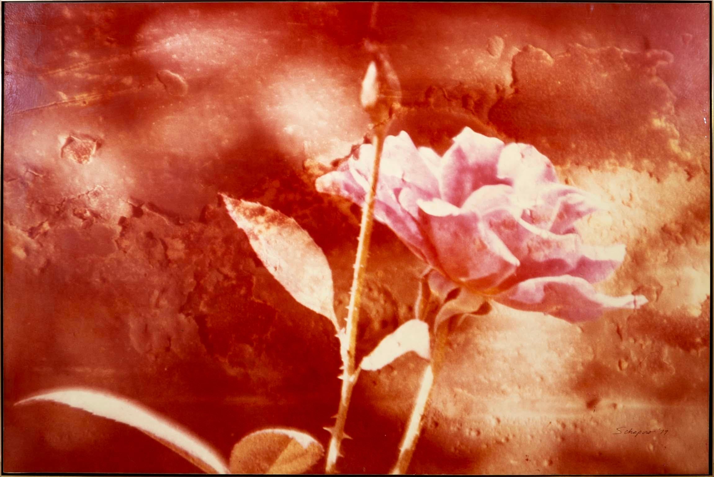 Una stampa cromogenica contemporanea originale su tavola che raffigura una singola rosa rossa in fiore di Greg Copeland. Stampato nel 1978. Etichetta originale della galleria sul retro. Questo processo è noto per la vitalità dei colori e la