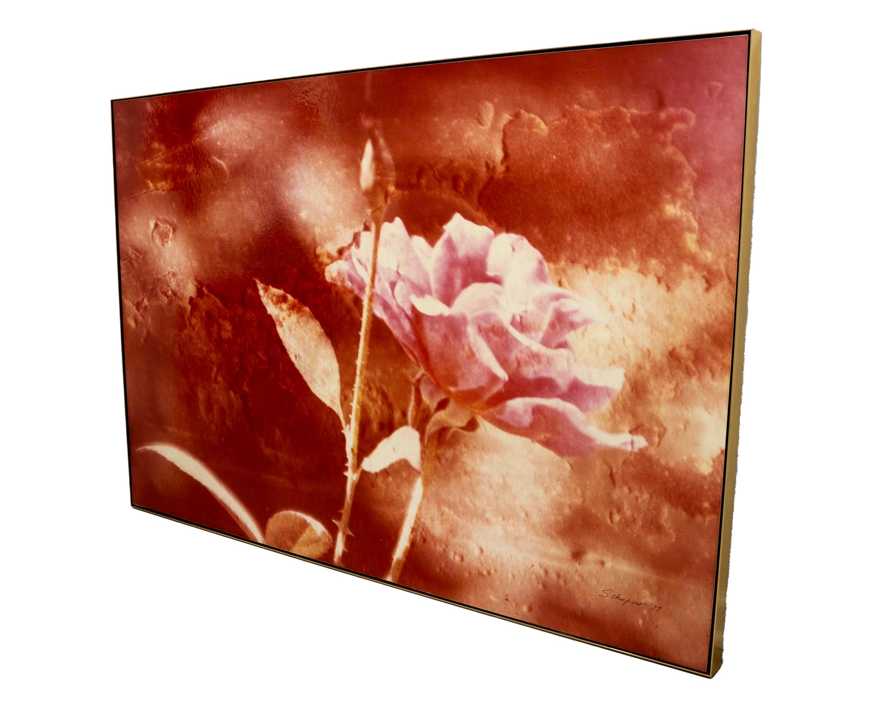 Sconosciuto Greg Copeland Red Rose Contemporary Stampa cromofotografica su tavola 1978 Incorniciato in vendita