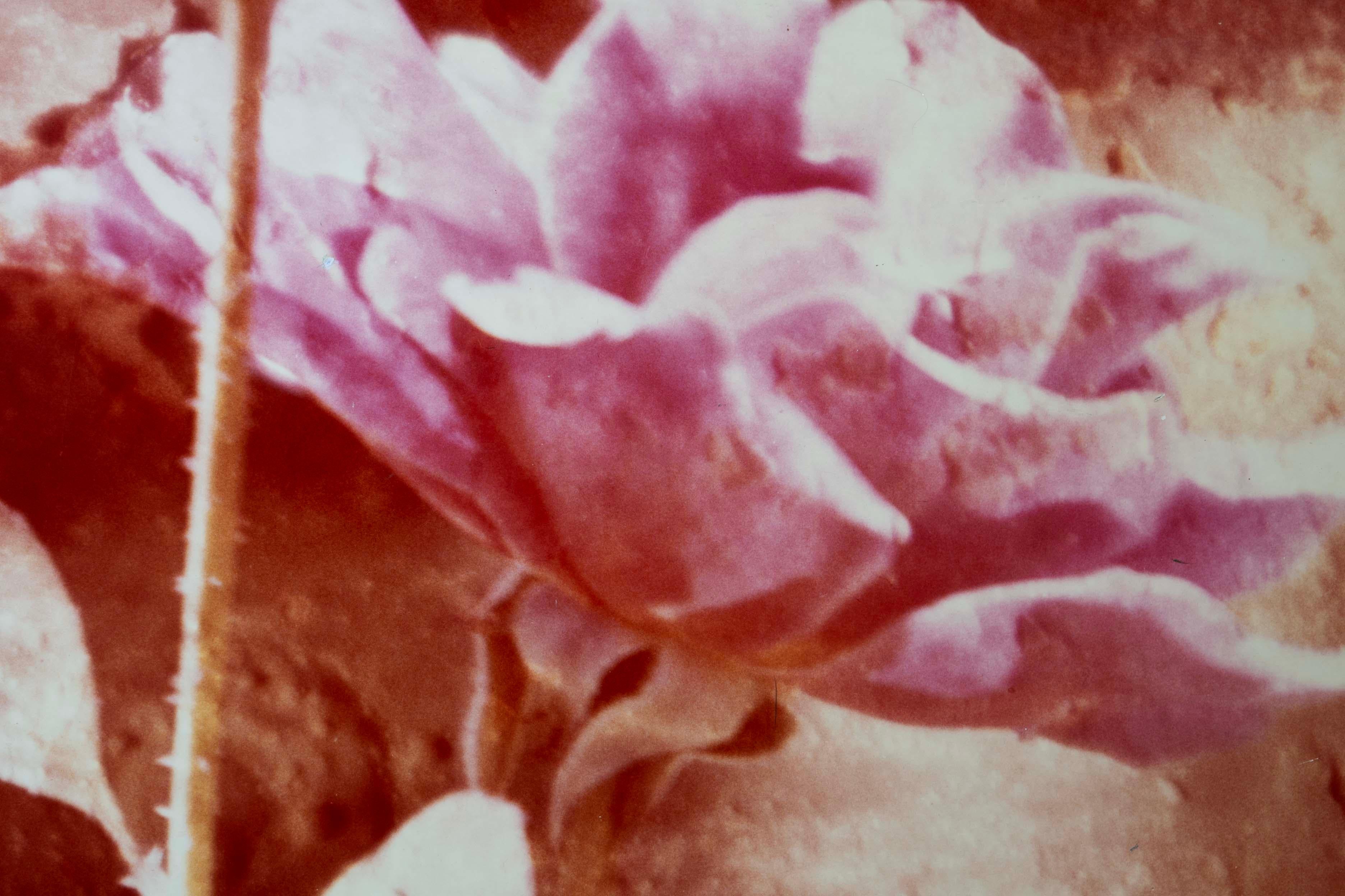 Greg Copeland Red Rose Contemporary Stampa cromofotografica su tavola 1978 Incorniciato In condizioni buone in vendita a Keego Harbor, MI