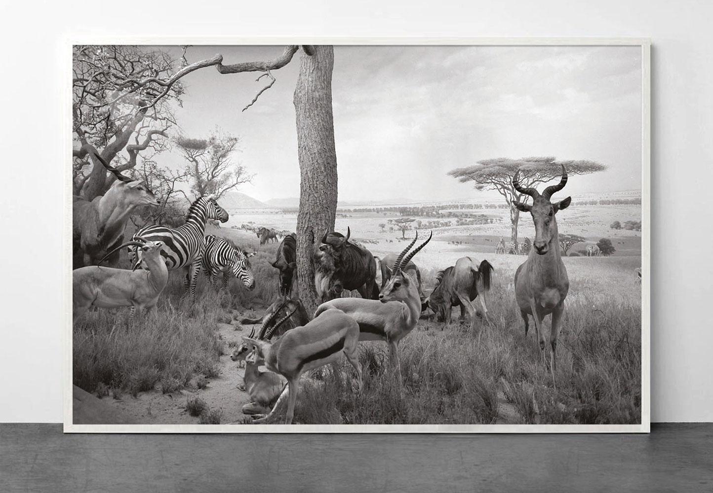 Safari - Photograph by Greg Lotus