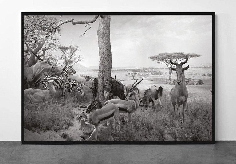 Safari - Contemporary Photograph by Greg Lotus