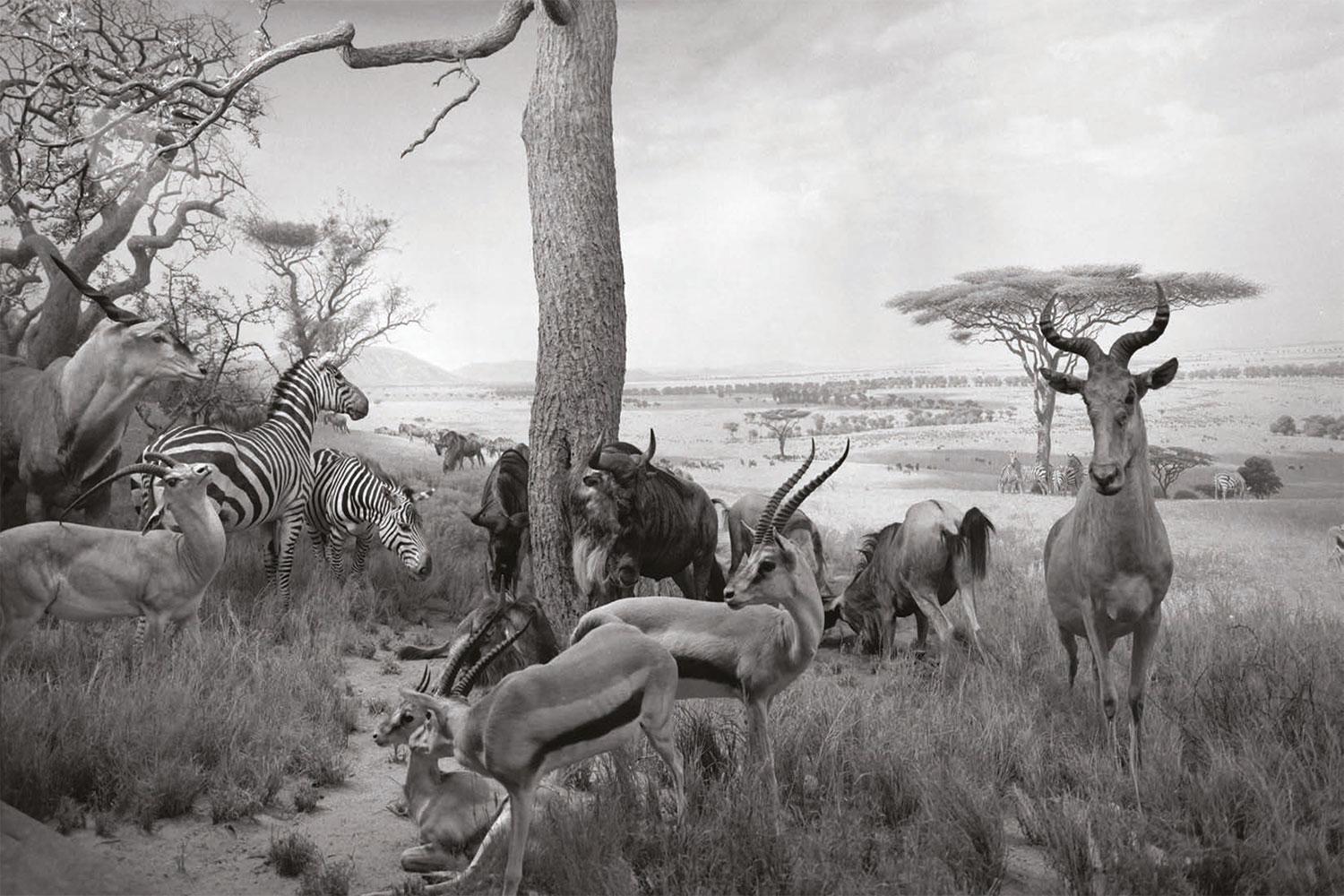 Greg Lotus Black and White Photograph - Safari