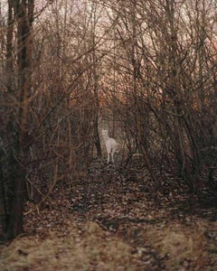 Untitled, from the series King, Queen, Knave