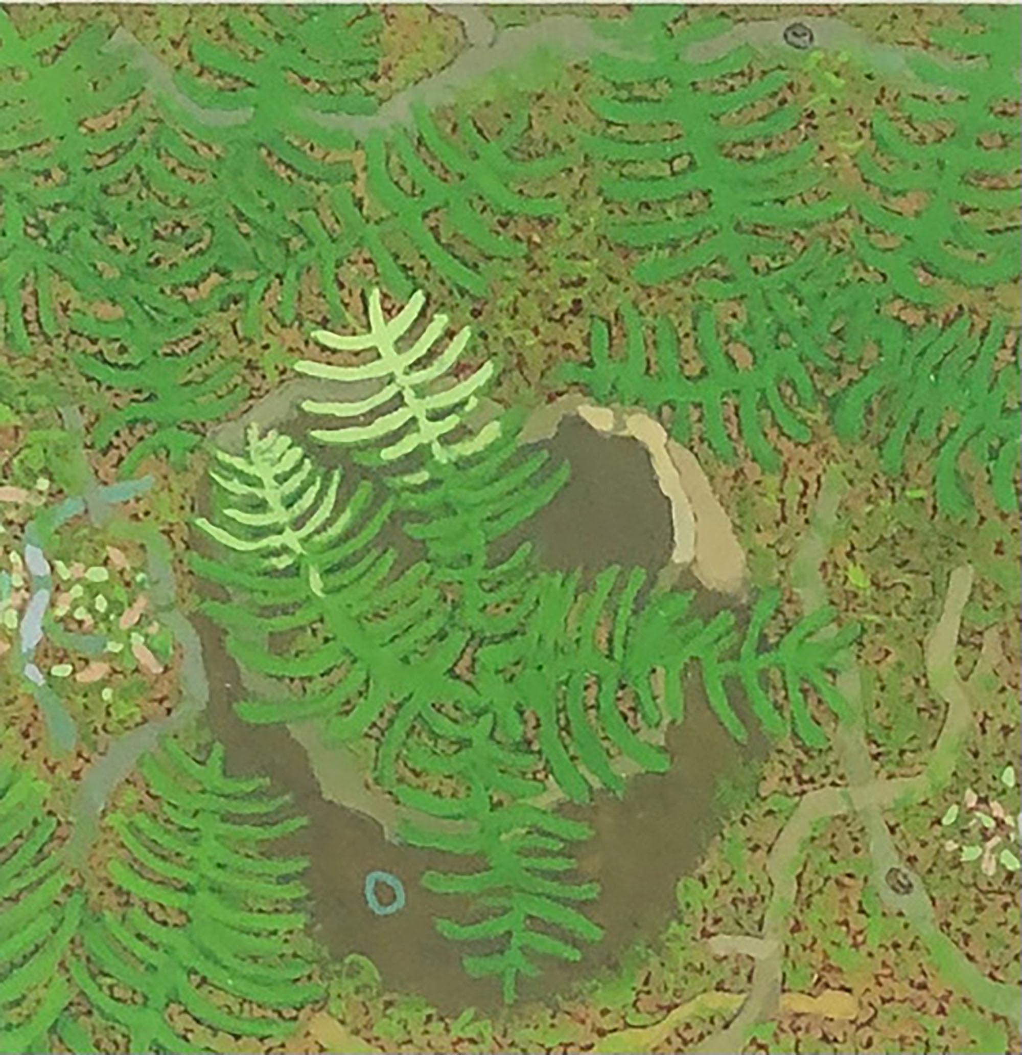 Stump and Ferns May Wyatt Mt. - Forest Landscape Green Plants Leaves, 2018